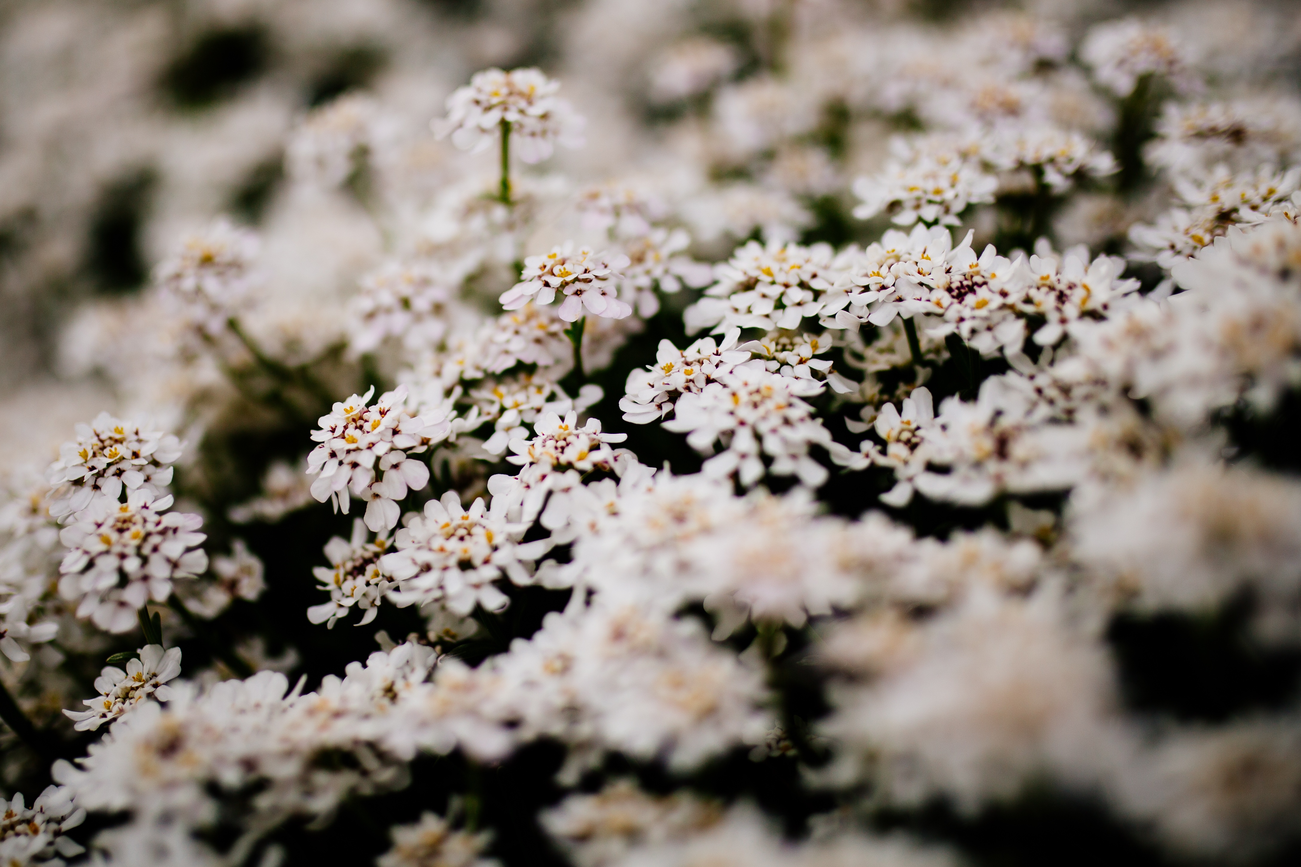 Free download wallpaper Flowers, Bush, Flowering, Bloom on your PC desktop