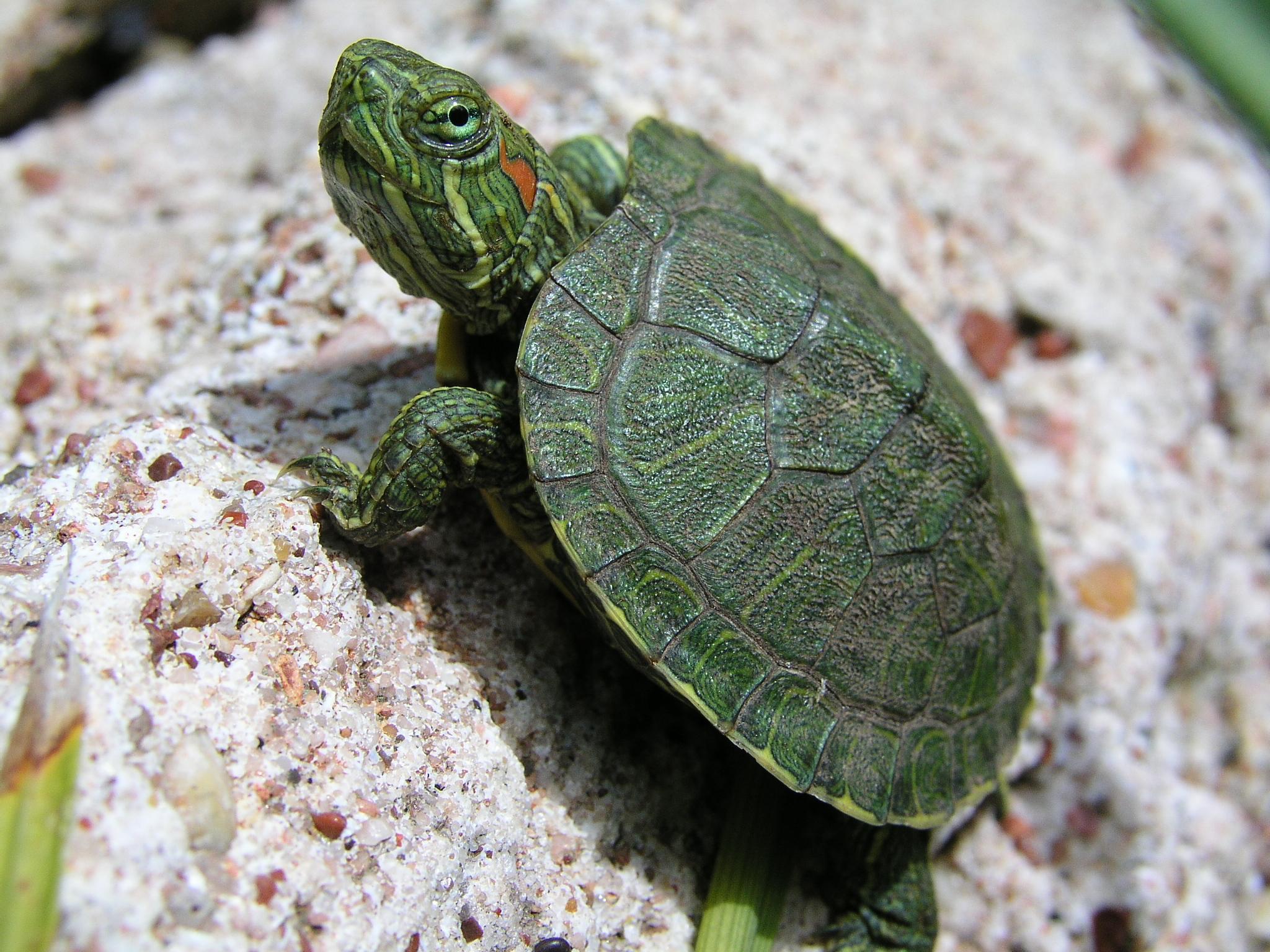 Free download wallpaper Turtles, Animal, Turtle on your PC desktop