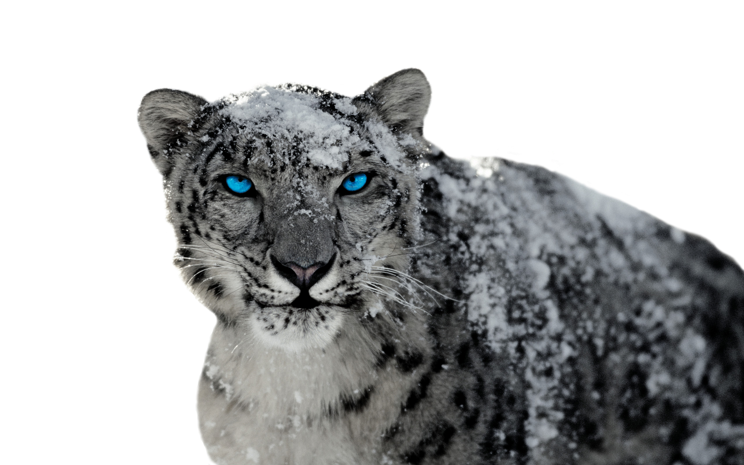 168736 télécharger le fond d'écran animaux, léopard des neiges, chats - économiseurs d'écran et images gratuitement