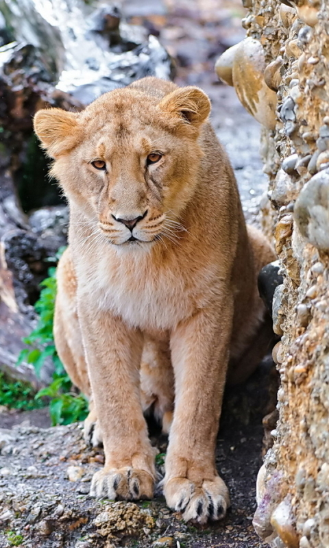 Téléchargez des papiers peints mobile Animaux, Chats, Lion gratuitement.