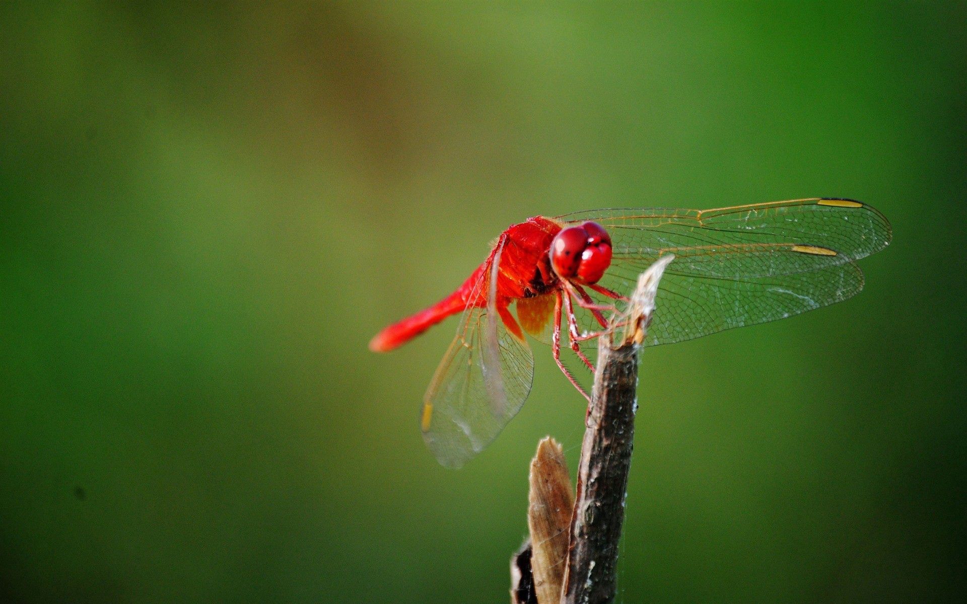 Download mobile wallpaper Branch, Macro, Wings, Grass, Dragonfly for free.