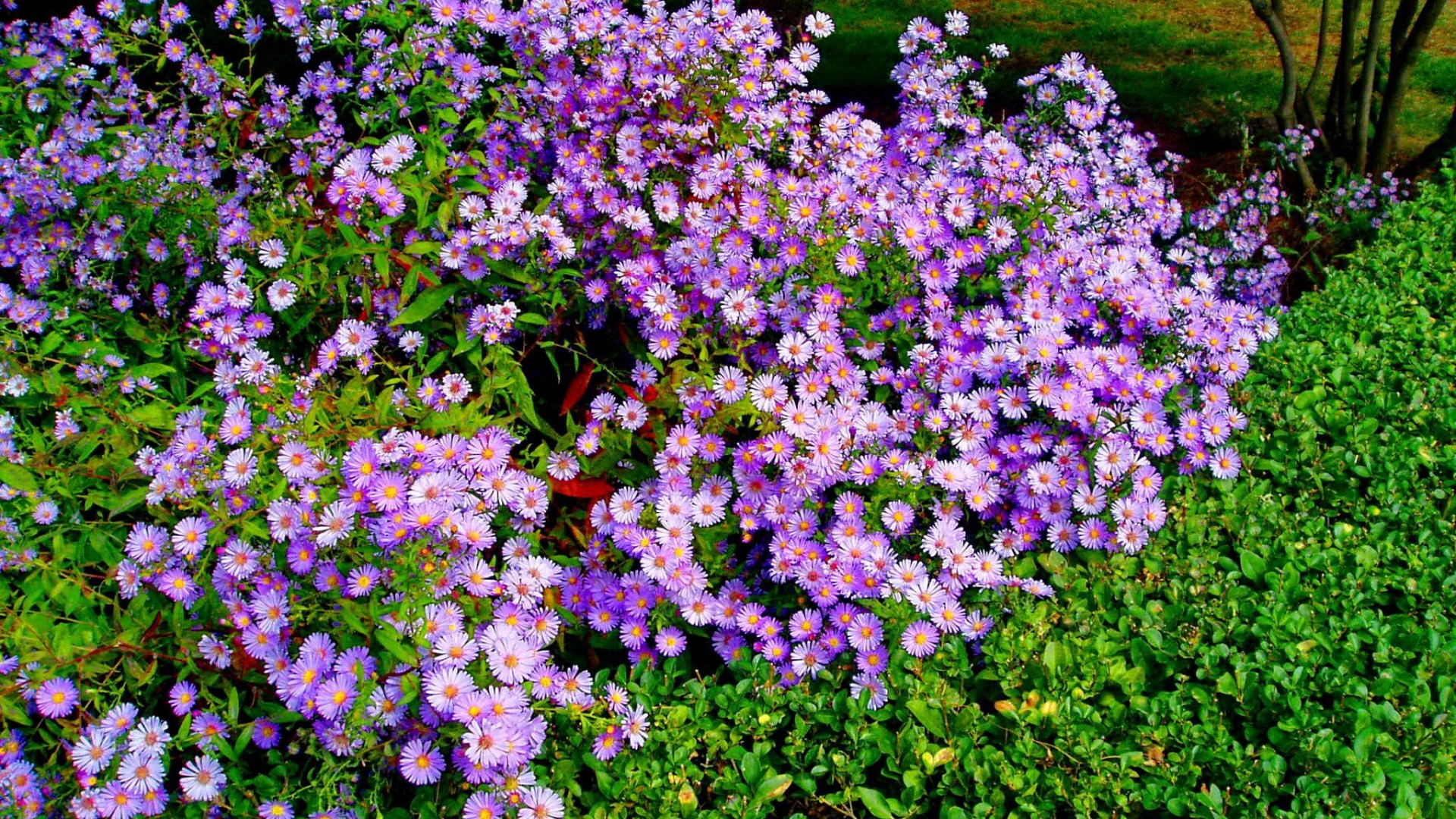 Téléchargez gratuitement l'image Fleurs, Fleur, Jardin, Fleur Mauve, Terre/nature sur le bureau de votre PC