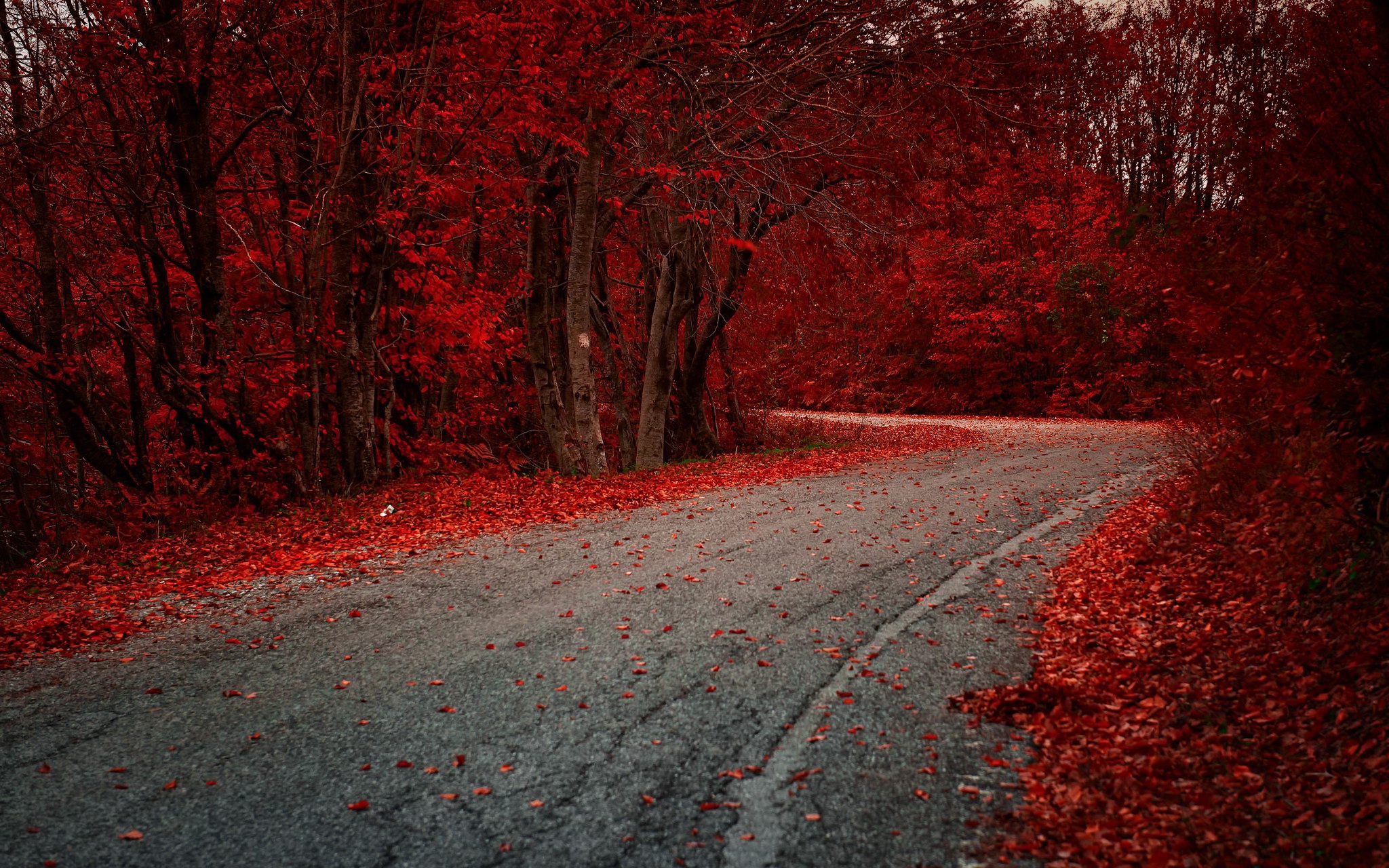 Téléchargez des papiers peints mobile Automne, Route, Forêt, Construction Humaine gratuitement.