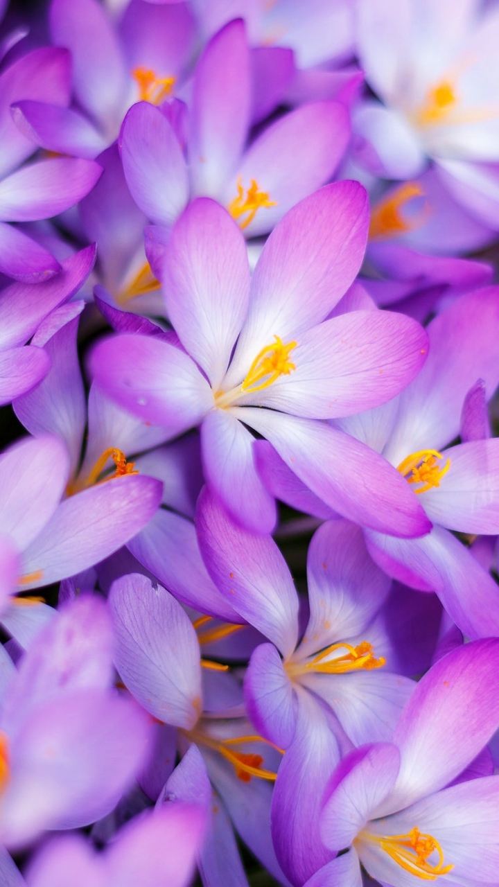 Download mobile wallpaper Nature, Flowers, Flower, Earth, Crocus, Purple Flower for free.