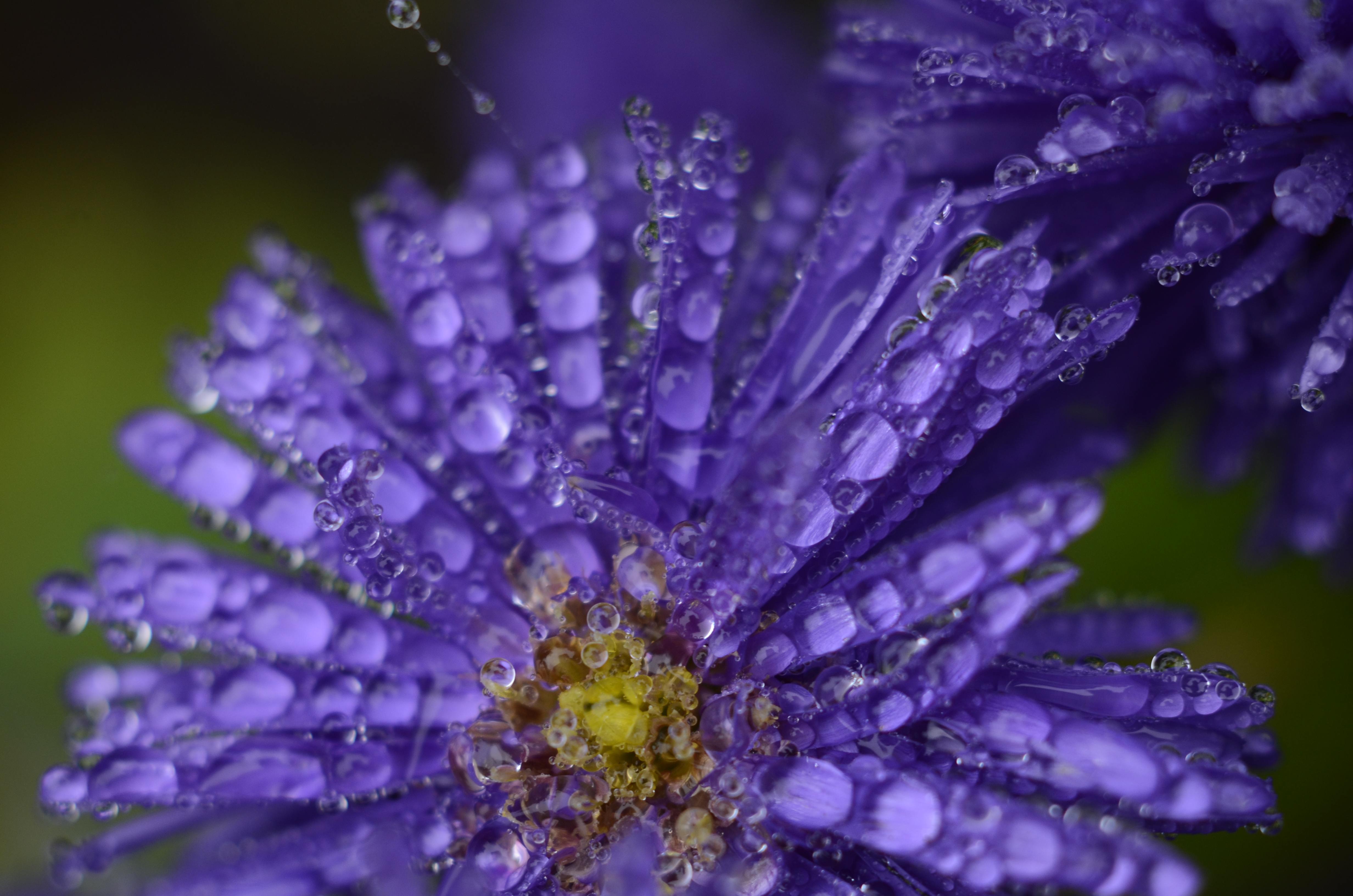 Free download wallpaper Nature, Flowers, Flower, Macro, Earth, Daisy, Purple Flower, Water Drop on your PC desktop