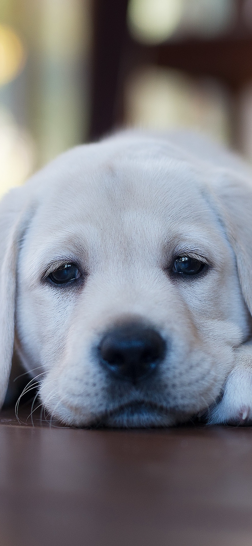 Descarga gratuita de fondo de pantalla para móvil de Animales, Perros, Perro, Cachorro, Labrador Retriever.