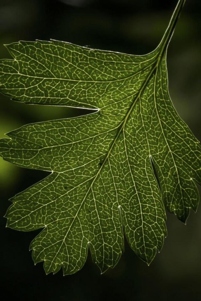Download mobile wallpaper Nature, Leaf, Earth for free.