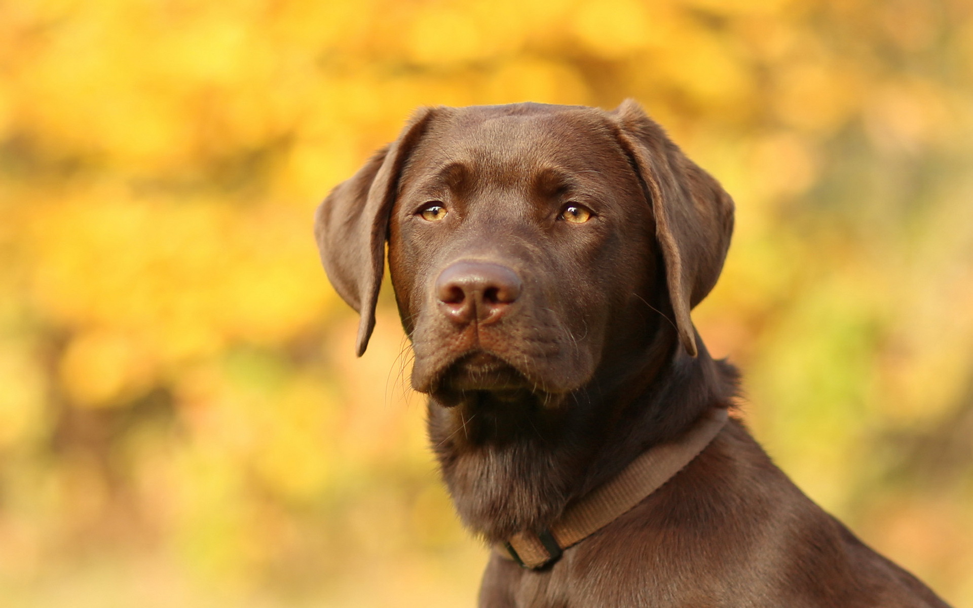 Baixar papel de parede para celular de Cães, Cão, Animais gratuito.