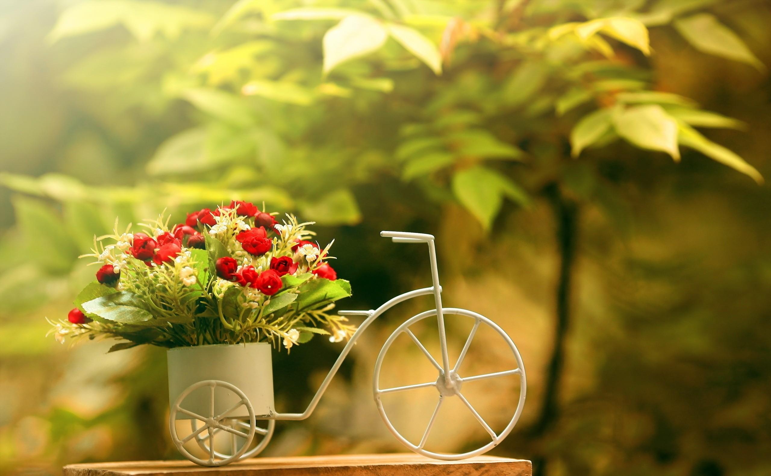 flowers, bicycle, sharpness, capacity, capacitance