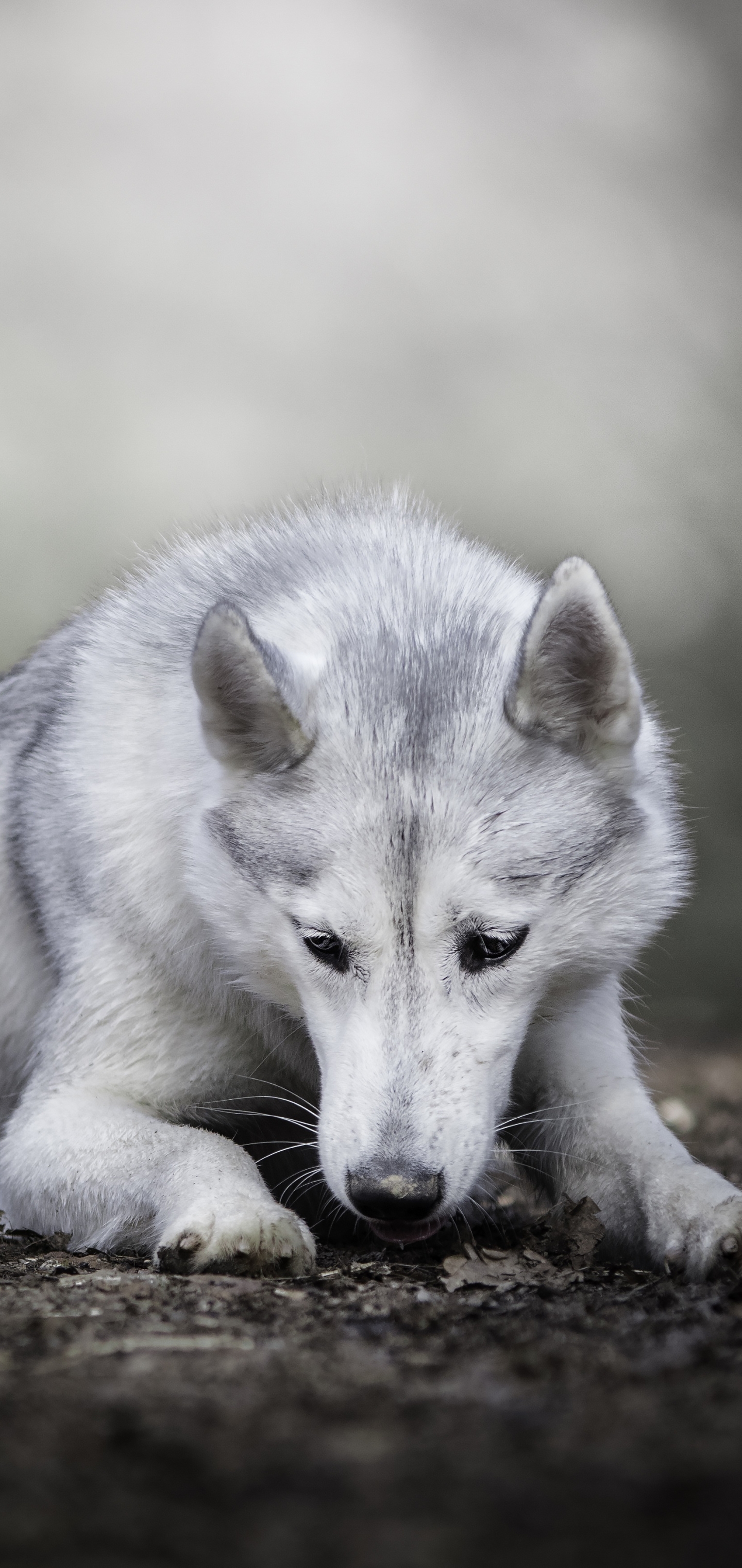 Free download wallpaper Dogs, Dog, Animal, Depth Of Field, Wolfdog on your PC desktop