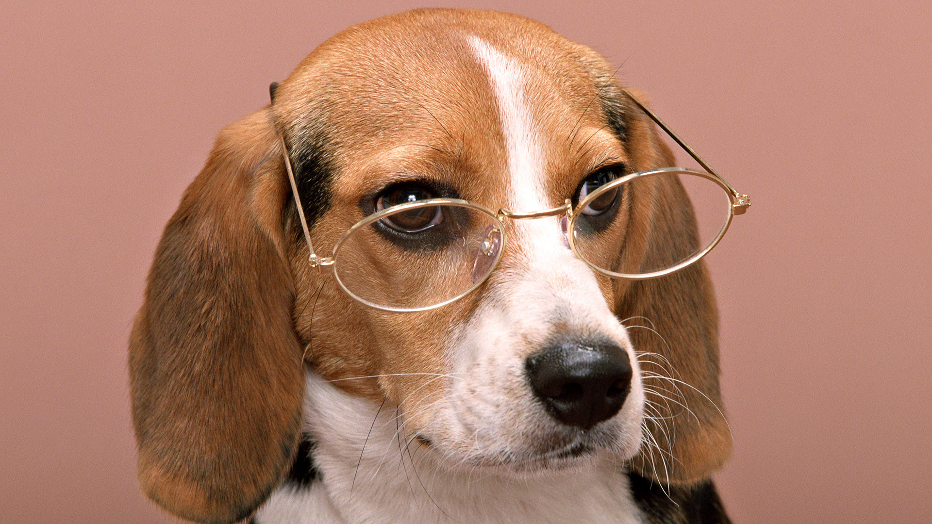 277472 descargar fondo de pantalla animales, beagle, perro, lentes, perros: protectores de pantalla e imágenes gratis