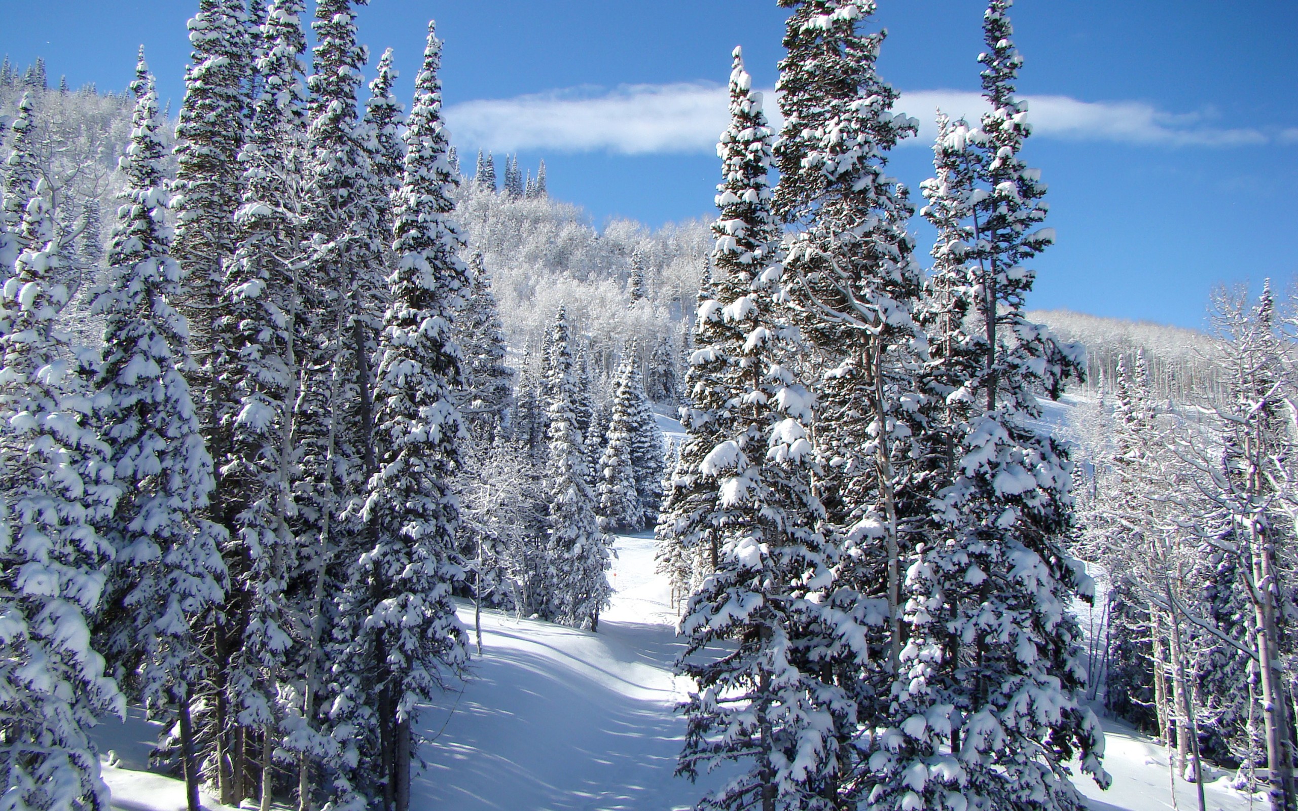 Descarga gratis la imagen Invierno, Nieve, Bosque, Árbol, Tierra/naturaleza en el escritorio de tu PC