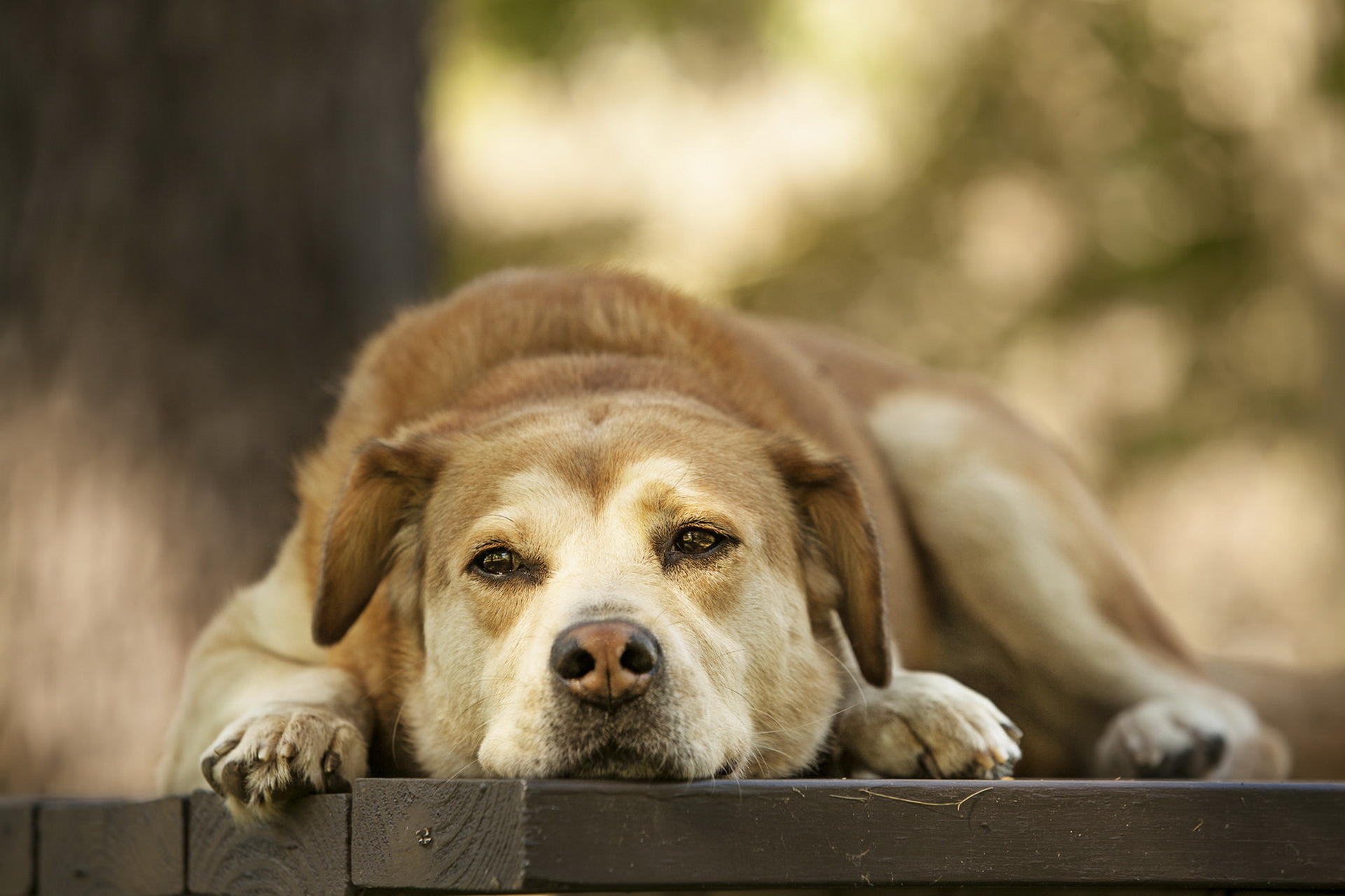 Handy-Wallpaper Hunde, Hund, Tiere kostenlos herunterladen.