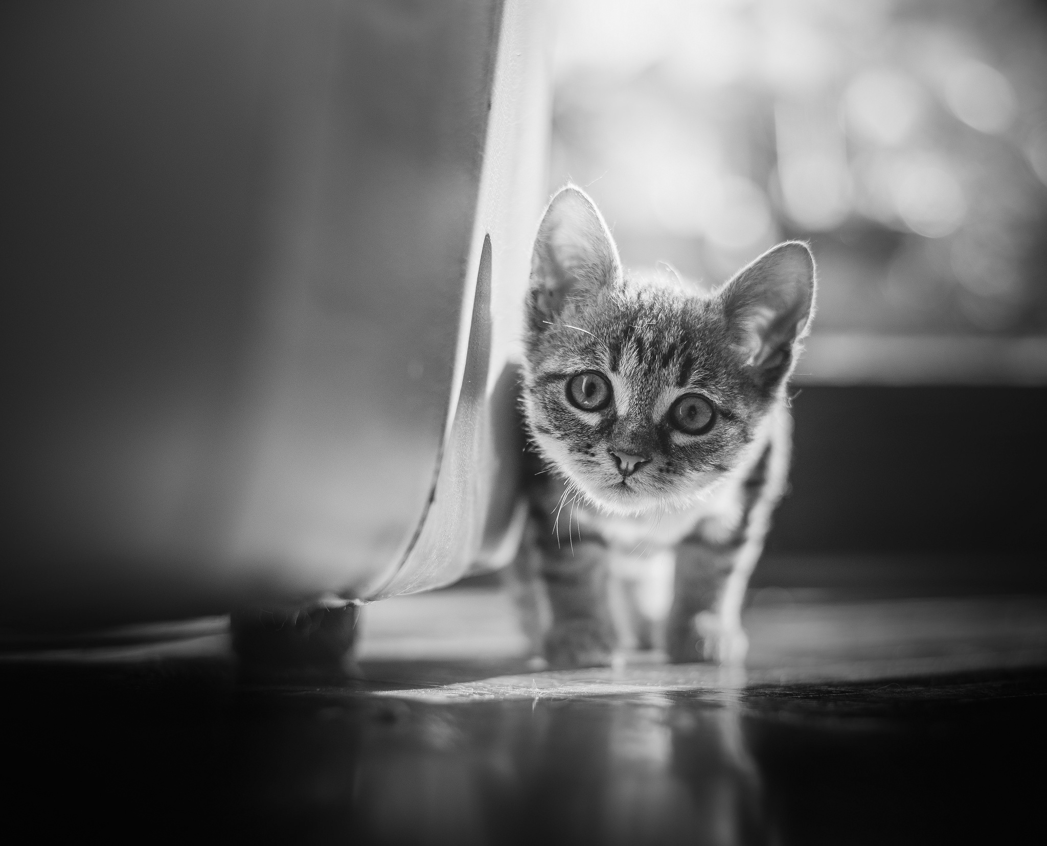 Free download wallpaper Cats, Cat, Kitten, Animal, Black & White, Baby Animal on your PC desktop