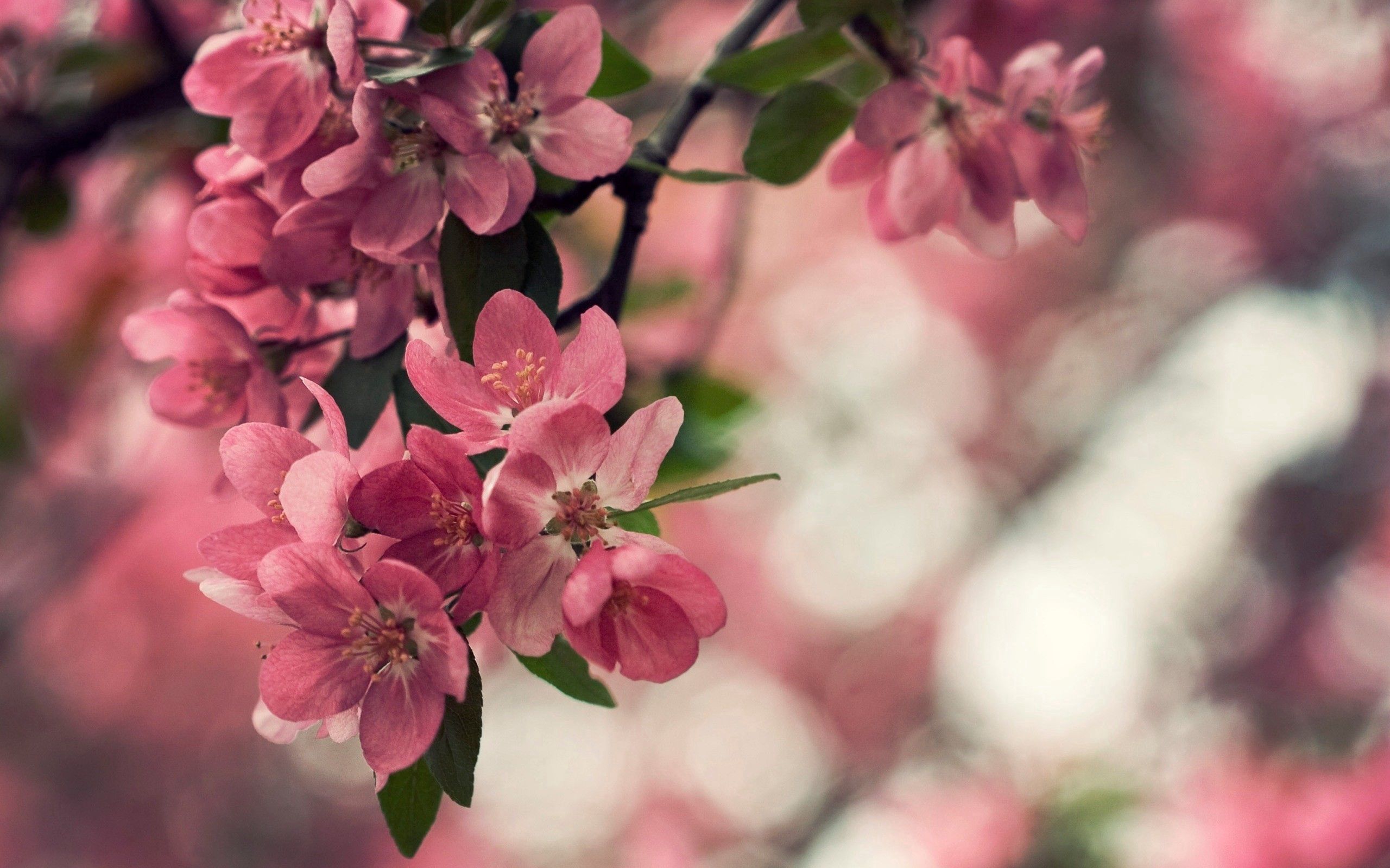 PCデスクトップに木, ブッシュ, 大きい, マクロ, 木材, 咲く, 開花, フラワーズ, 春画像を無料でダウンロード