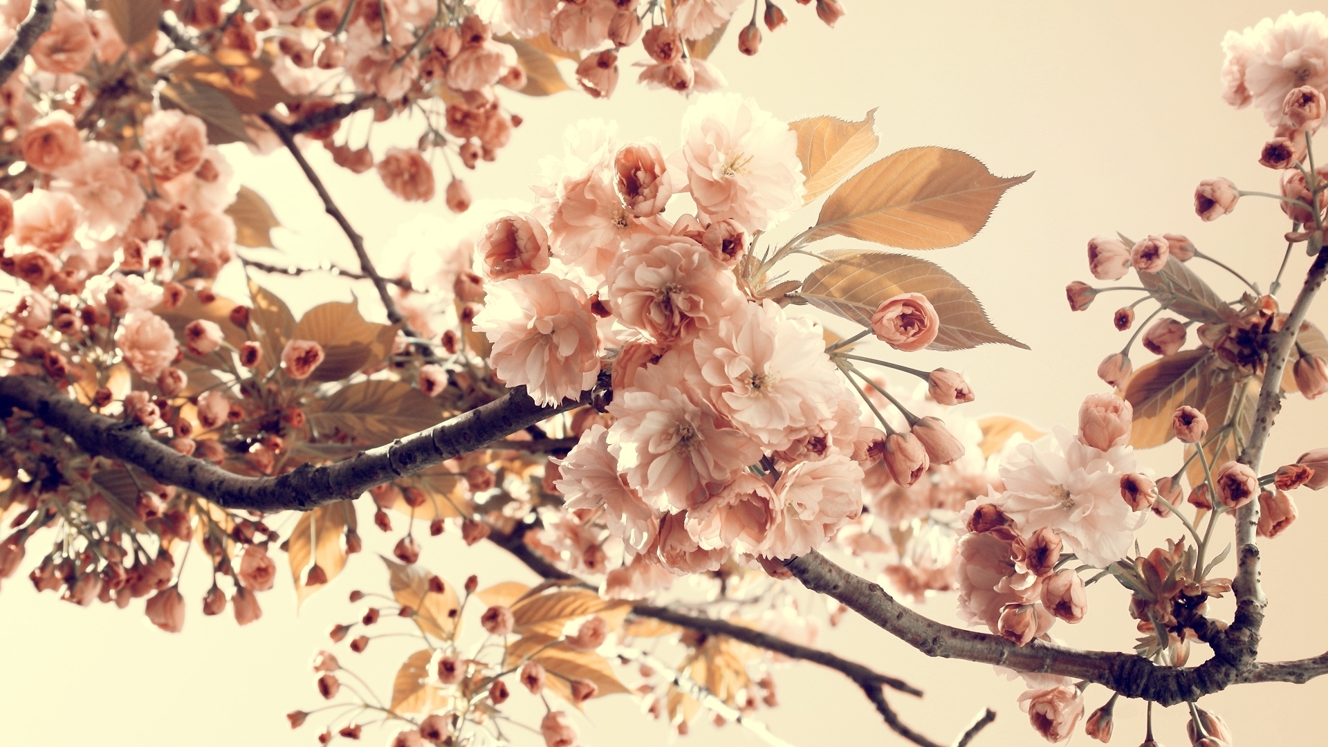 Free download wallpaper Flowers, Earth, Blossom on your PC desktop