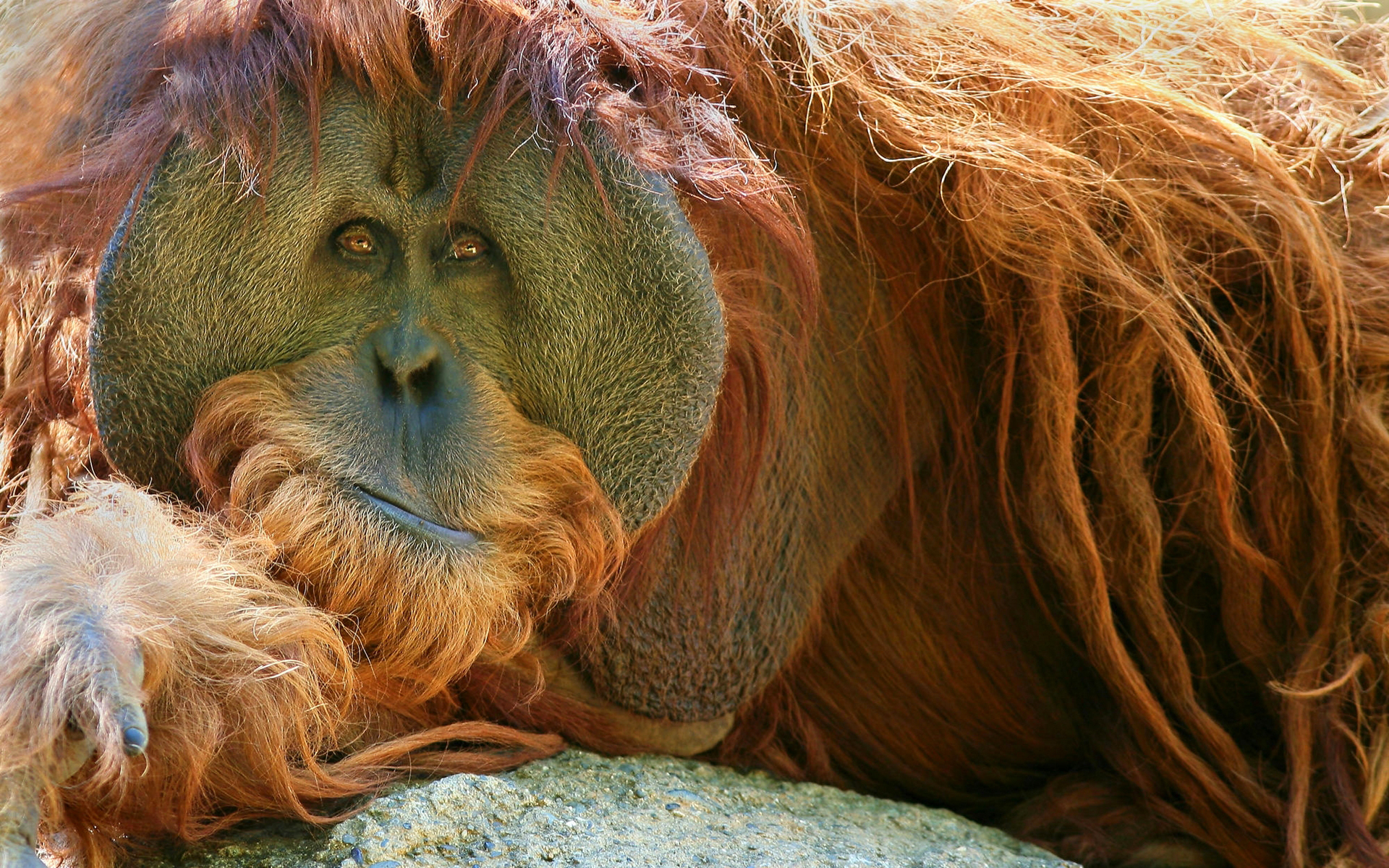 Завантажити шпалери безкоштовно Мавпи, Тварина, Орангутанг картинка на робочий стіл ПК