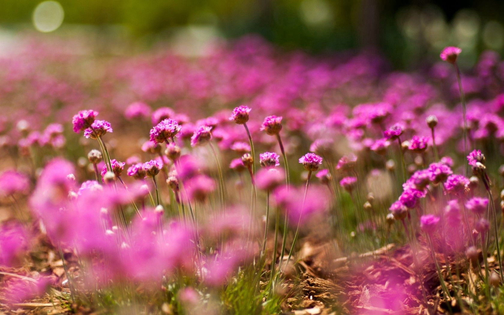 boquet, flowers, pink, macro, bokeh