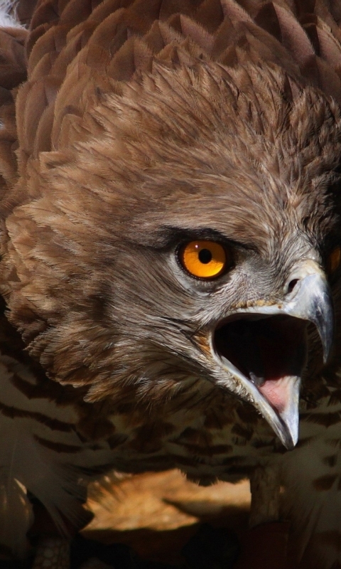 Téléchargez des papiers peints mobile Animaux, Aigle, Des Oiseaux gratuitement.