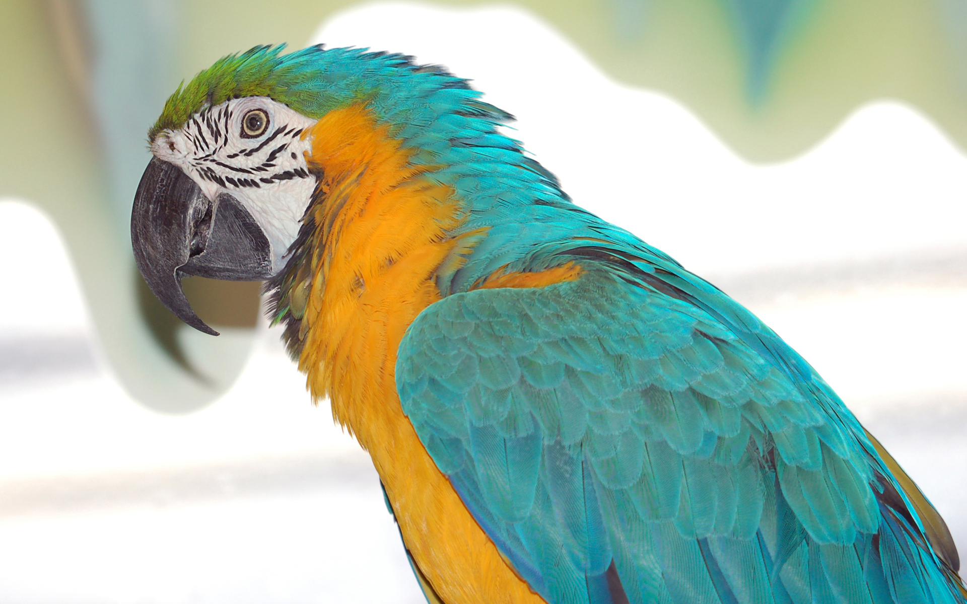 Laden Sie das Gelbbrustara, Vögel, Tiere-Bild kostenlos auf Ihren PC-Desktop herunter