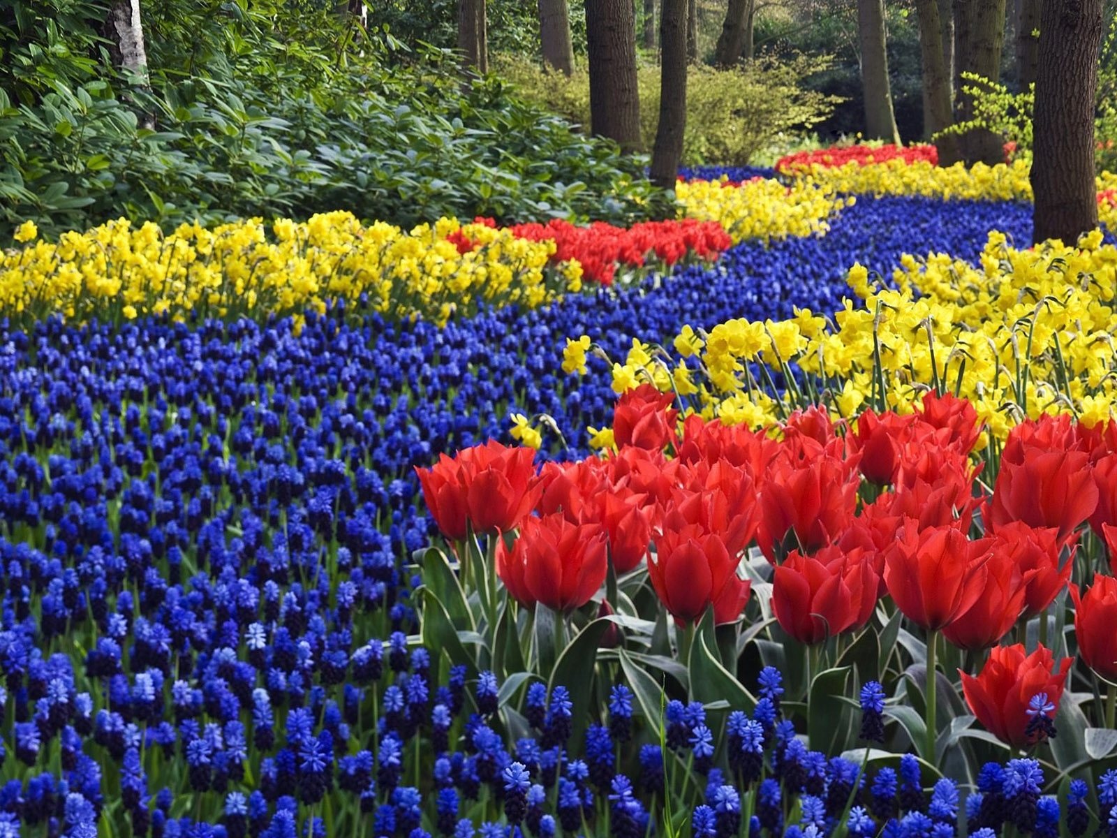 Free download wallpaper Plants, Flowers, Landscape, Tulips on your PC desktop