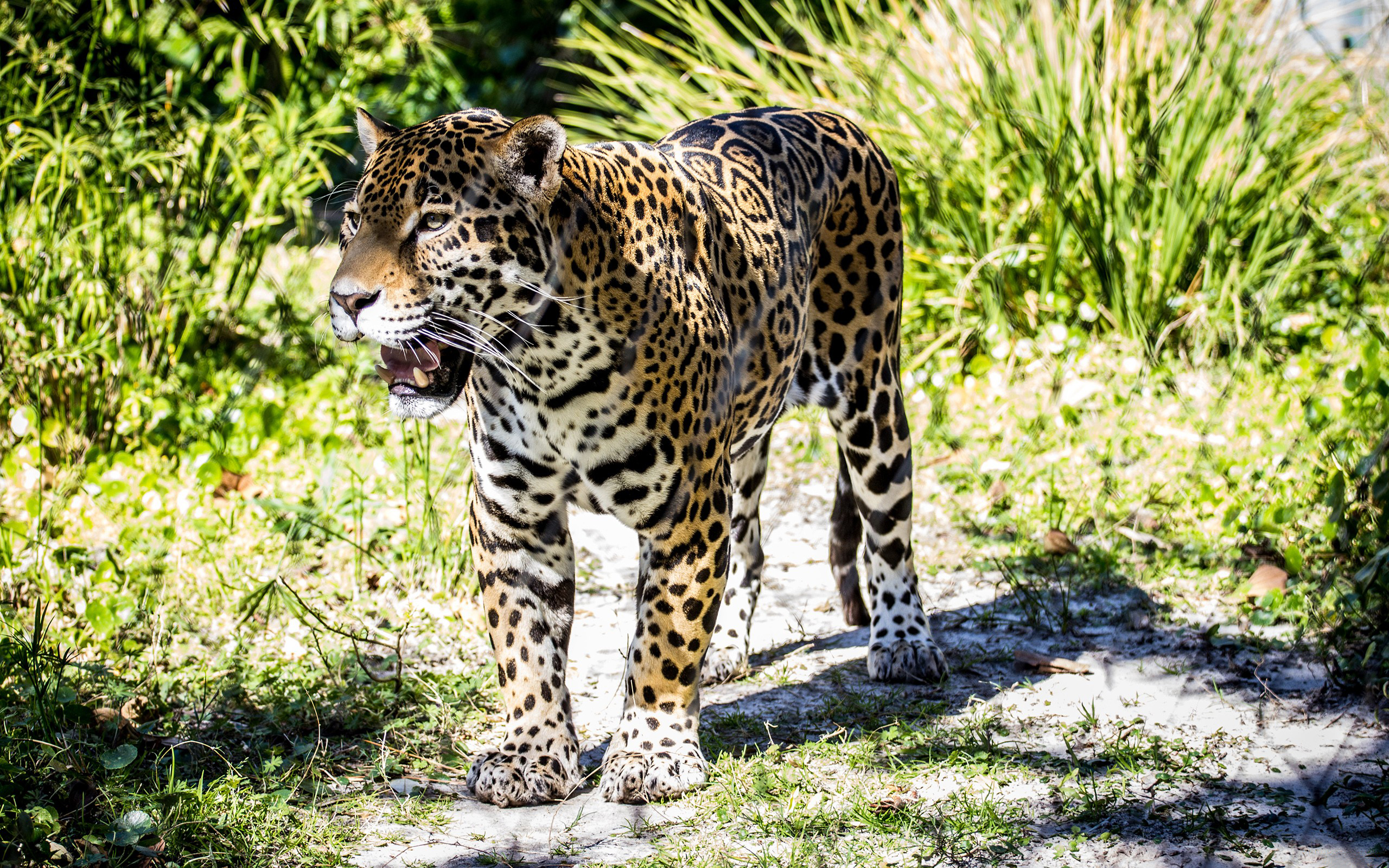 Laden Sie das Jaguar, Katzen, Tiere-Bild kostenlos auf Ihren PC-Desktop herunter