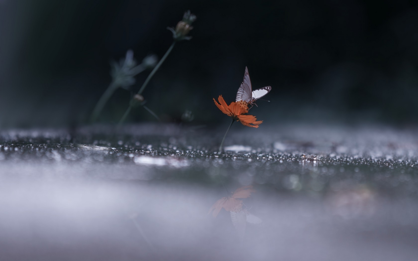 Free download wallpaper Rain, Flower, Butterfly, Animal on your PC desktop