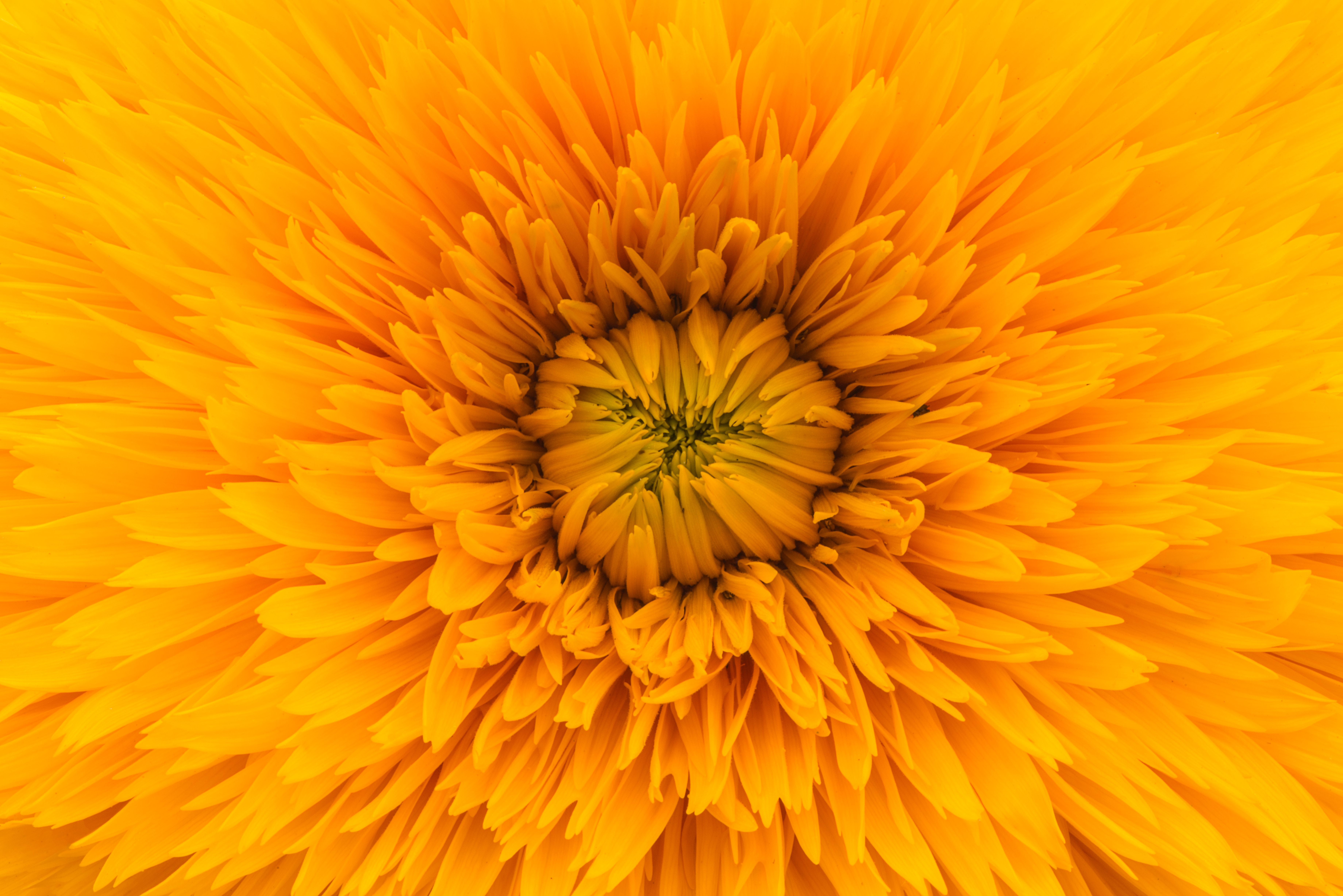 Laden Sie das Blumen, Nahaufnahme, Blume, Blütenblätter-Bild kostenlos auf Ihren PC-Desktop herunter