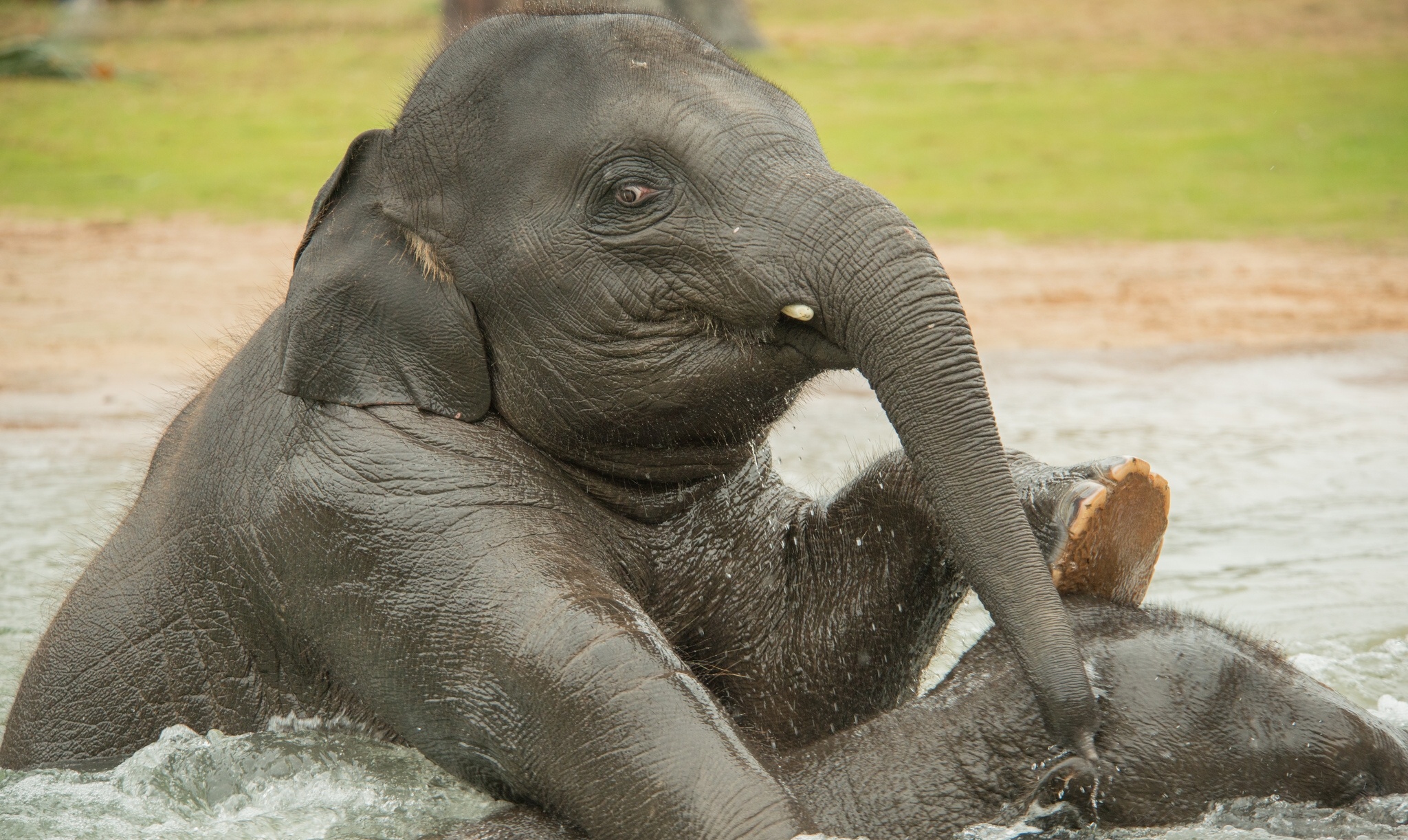 282072 descargar fondo de pantalla animales, elefante asiático, bebe animal, natación, agua, elefantes: protectores de pantalla e imágenes gratis