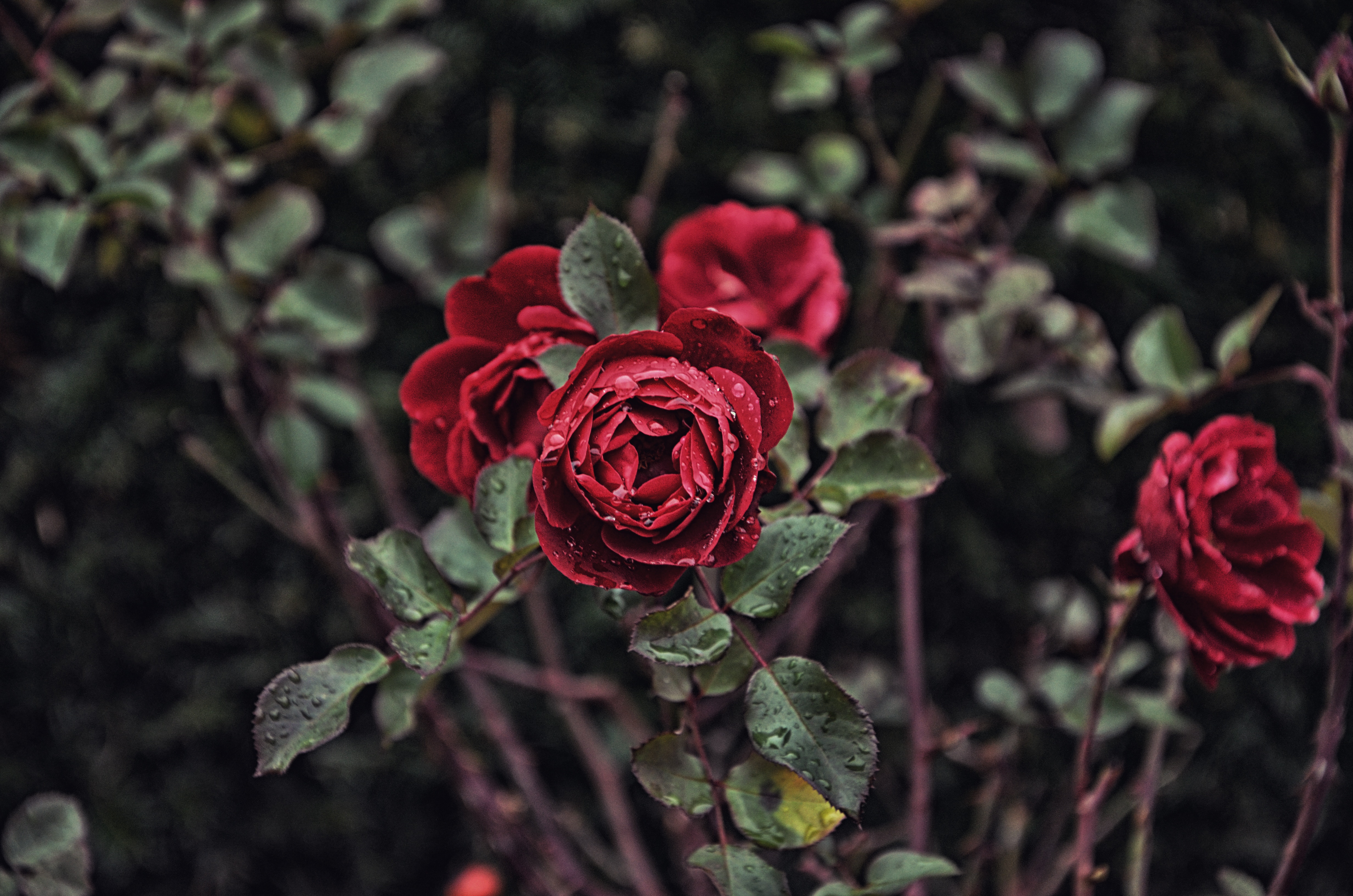 smooth, bud, rose flower, flowers, drops, bush, rose, blur QHD