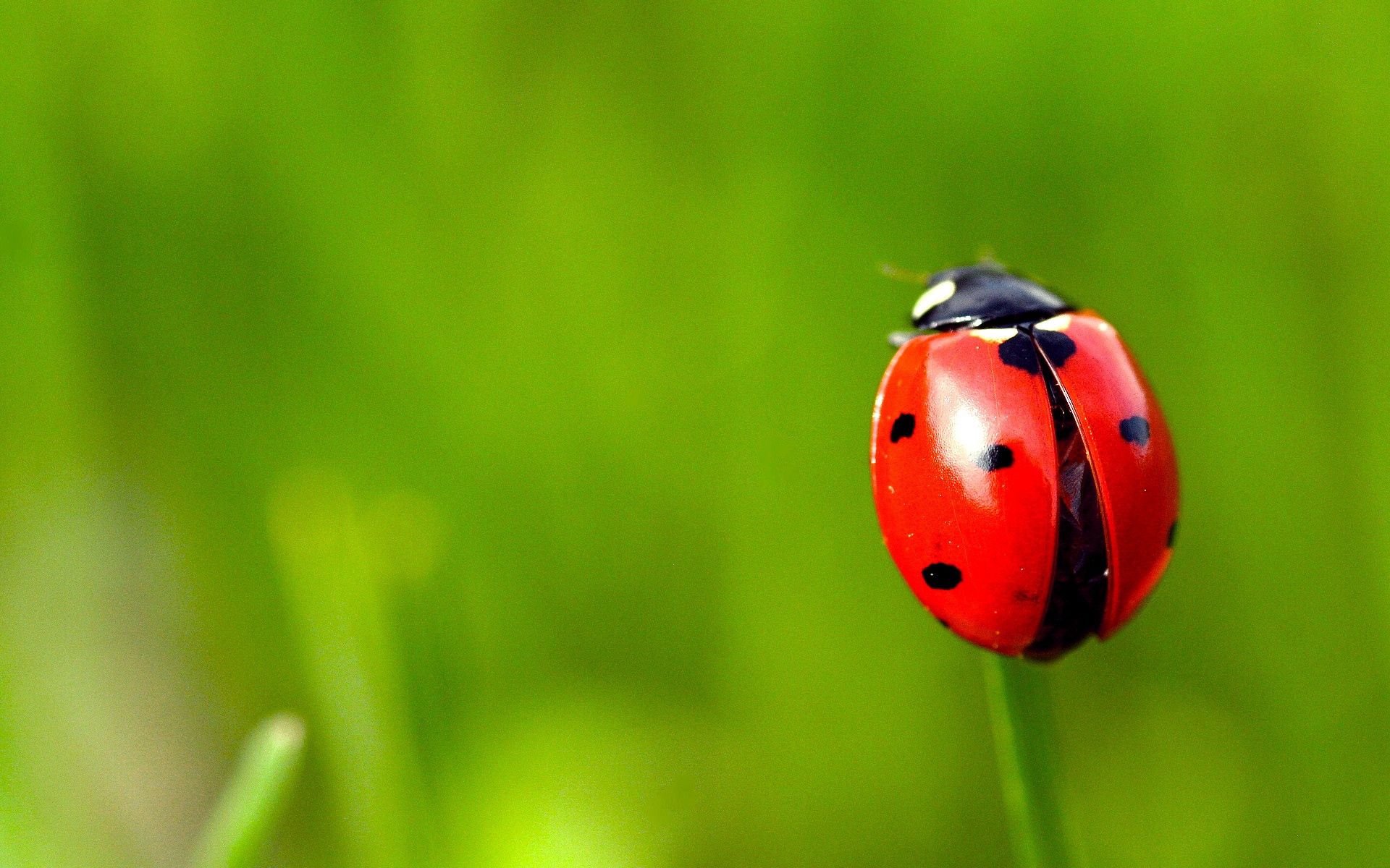 smooth, grass, red, macro, blur, stains, spots, ladybug, ladybird QHD