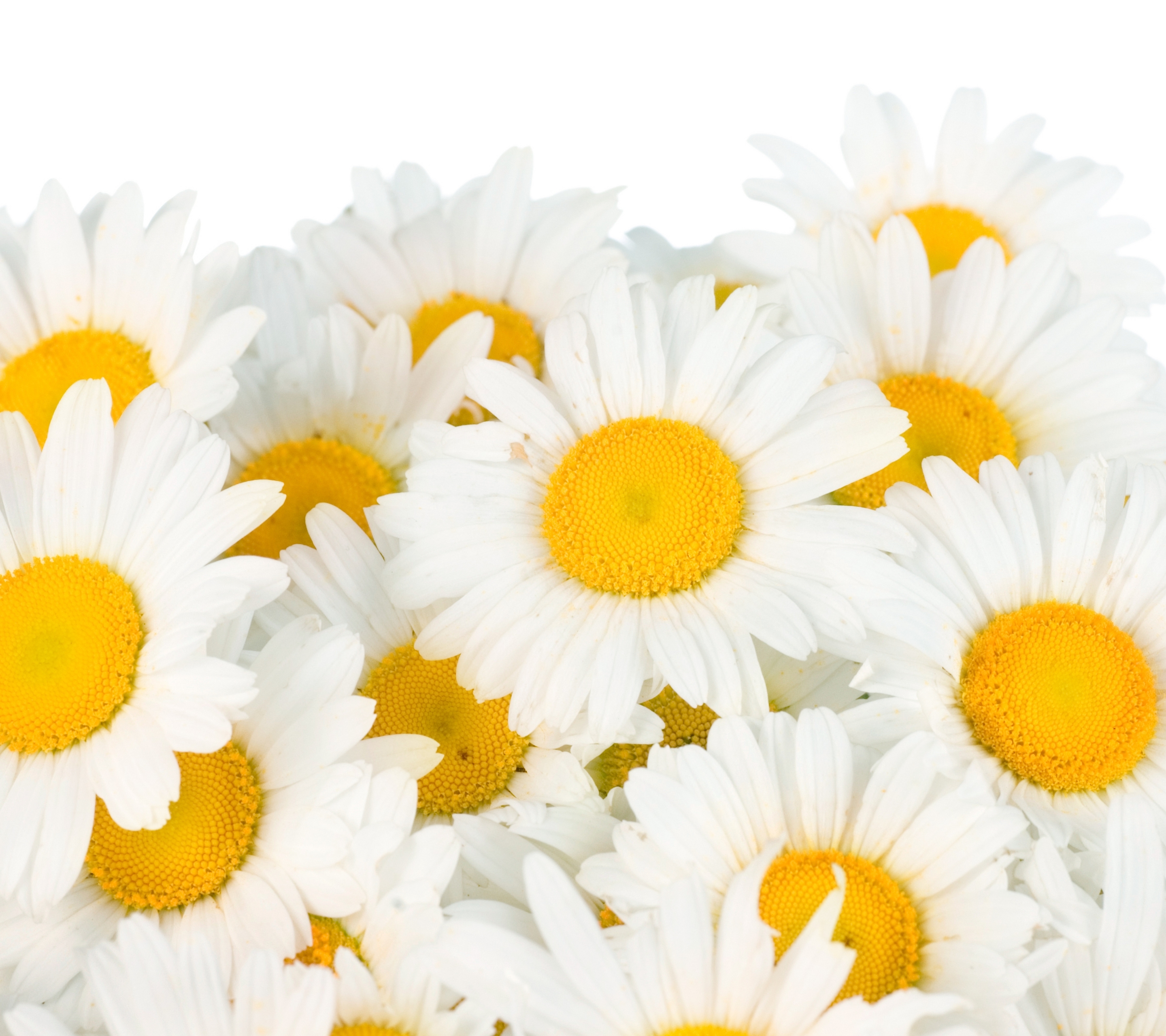 無料モバイル壁紙フラワーズ, カモミール, 花, 地球, 白い花をダウンロードします。