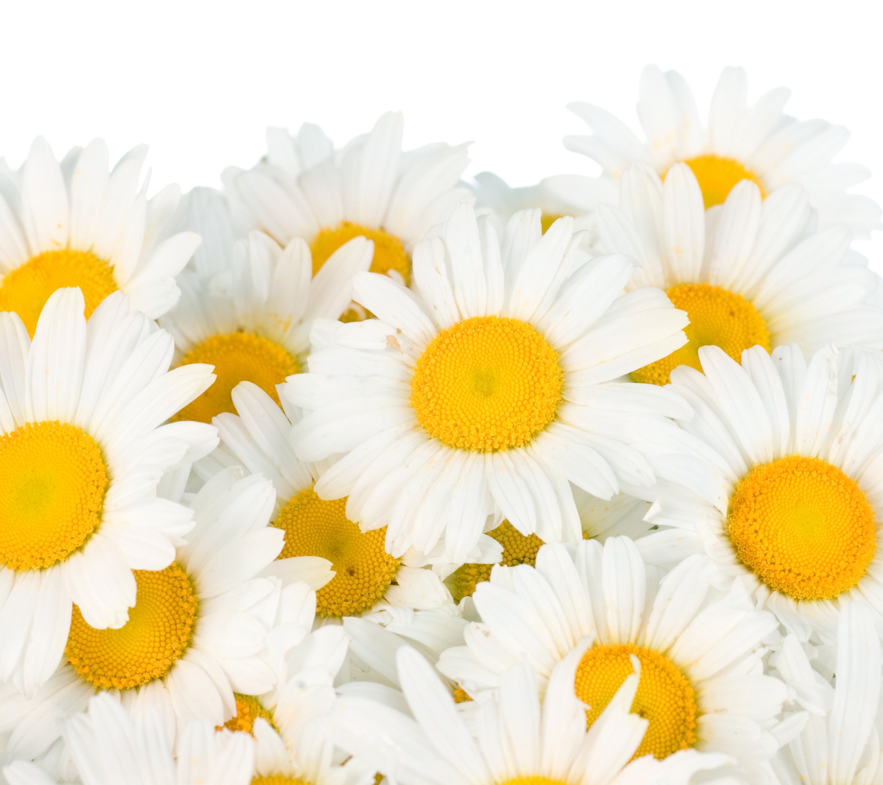 Download mobile wallpaper Flowers, Camomile, Flower, Earth, White Flower for free.