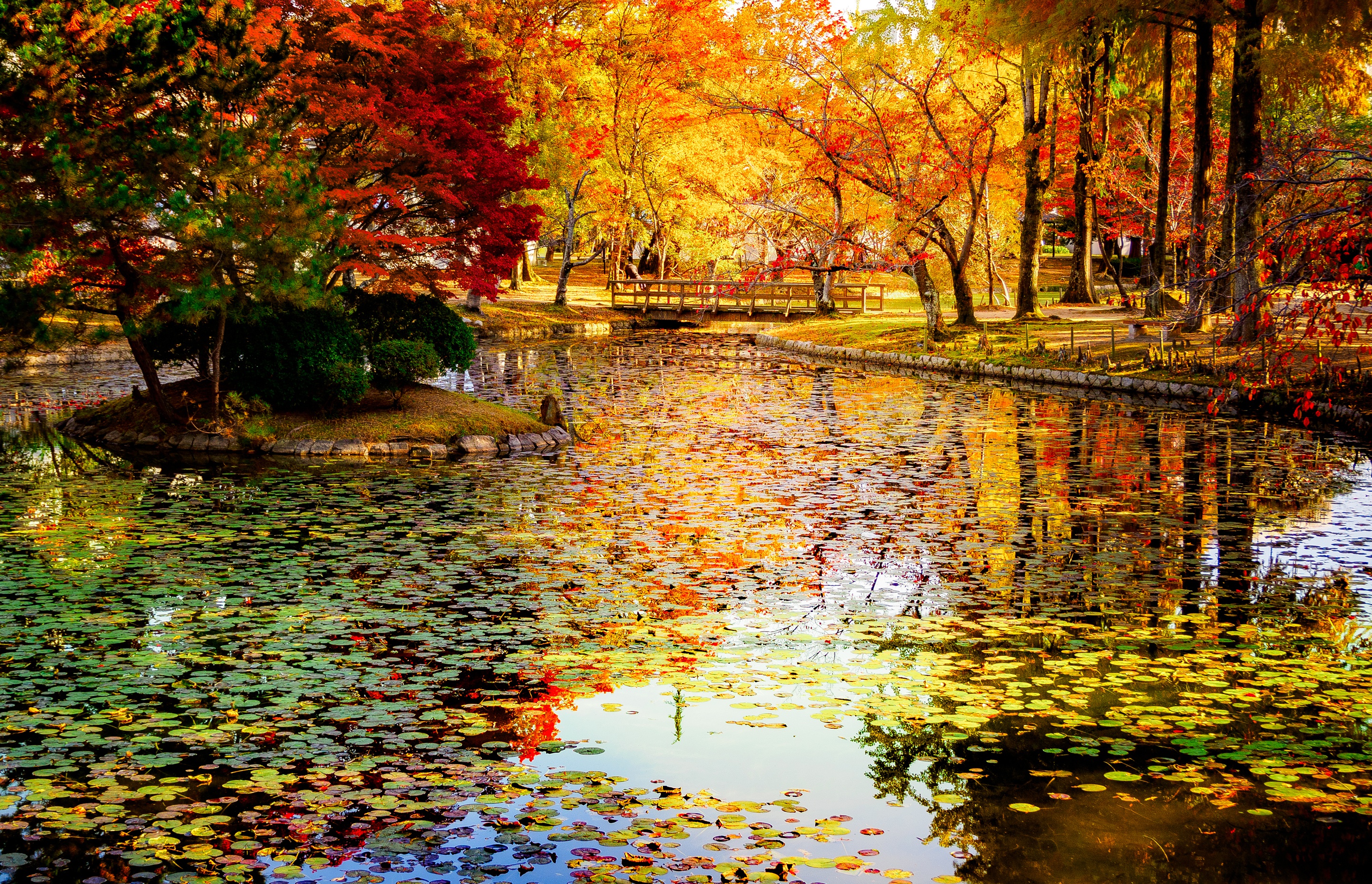 Скачать картинку Природа, Осень, Парк, Дерево, Цвета, Пруд, Фотографии в телефон бесплатно.