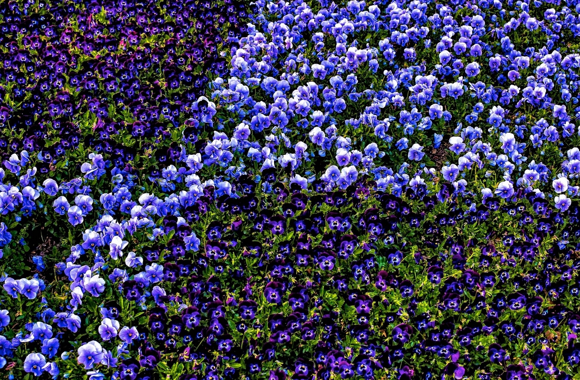 Descarga gratis la imagen Flores, De Cerca, Campo, Flor Purpura, Tierra/naturaleza, Viola × Wittrockiana, Flor Azul en el escritorio de tu PC