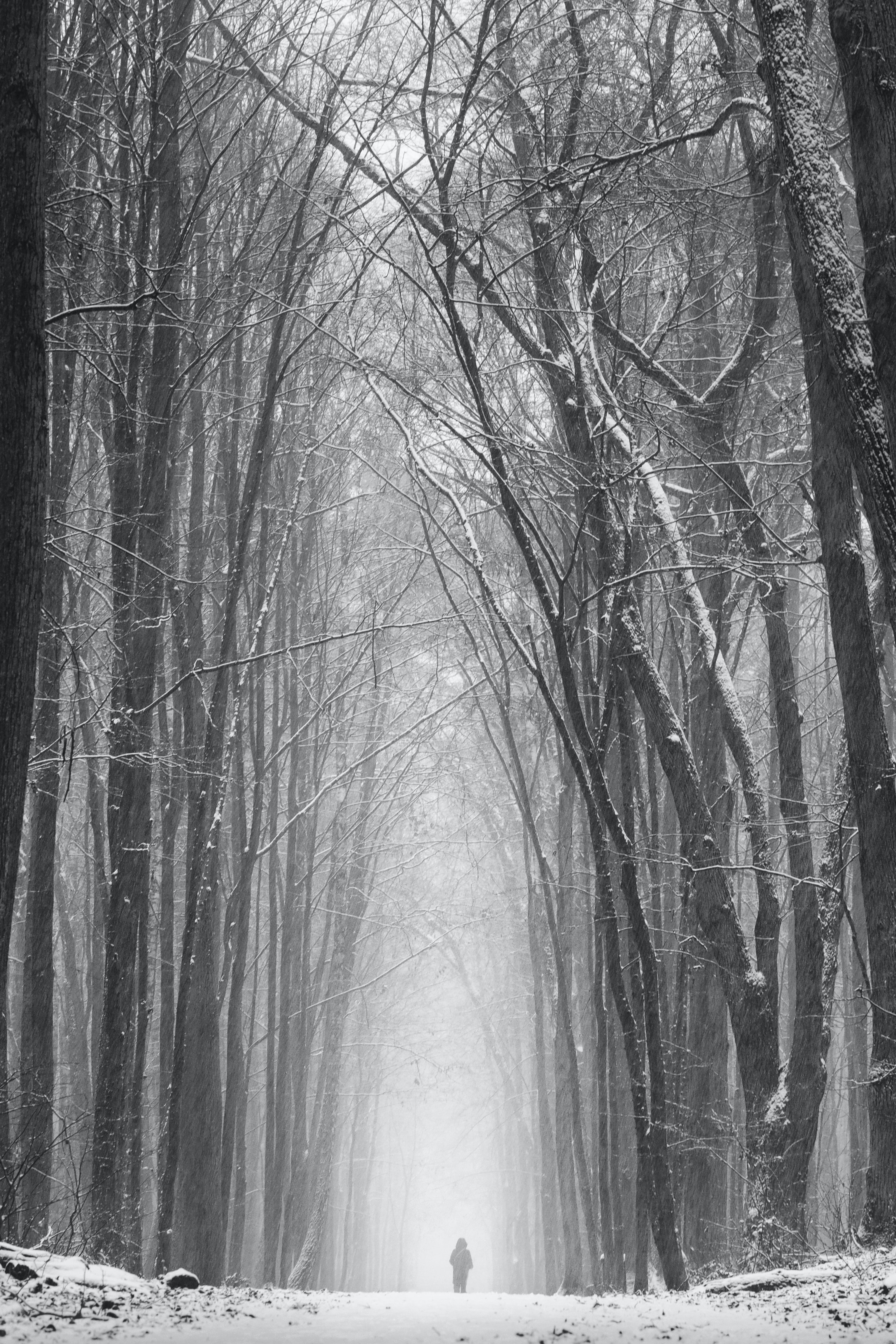 112623 Hintergrundbild herunterladen bäume, schnee, silhouette, verschiedenes, sonstige, einsamkeit, schneesturm - Bildschirmschoner und Bilder kostenlos