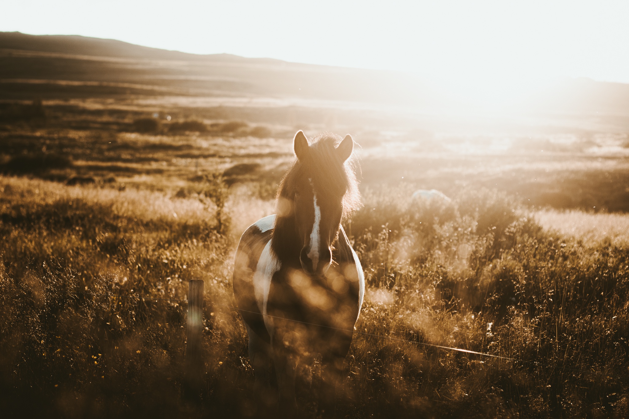 Handy-Wallpaper Tiere, Hauspferd kostenlos herunterladen.