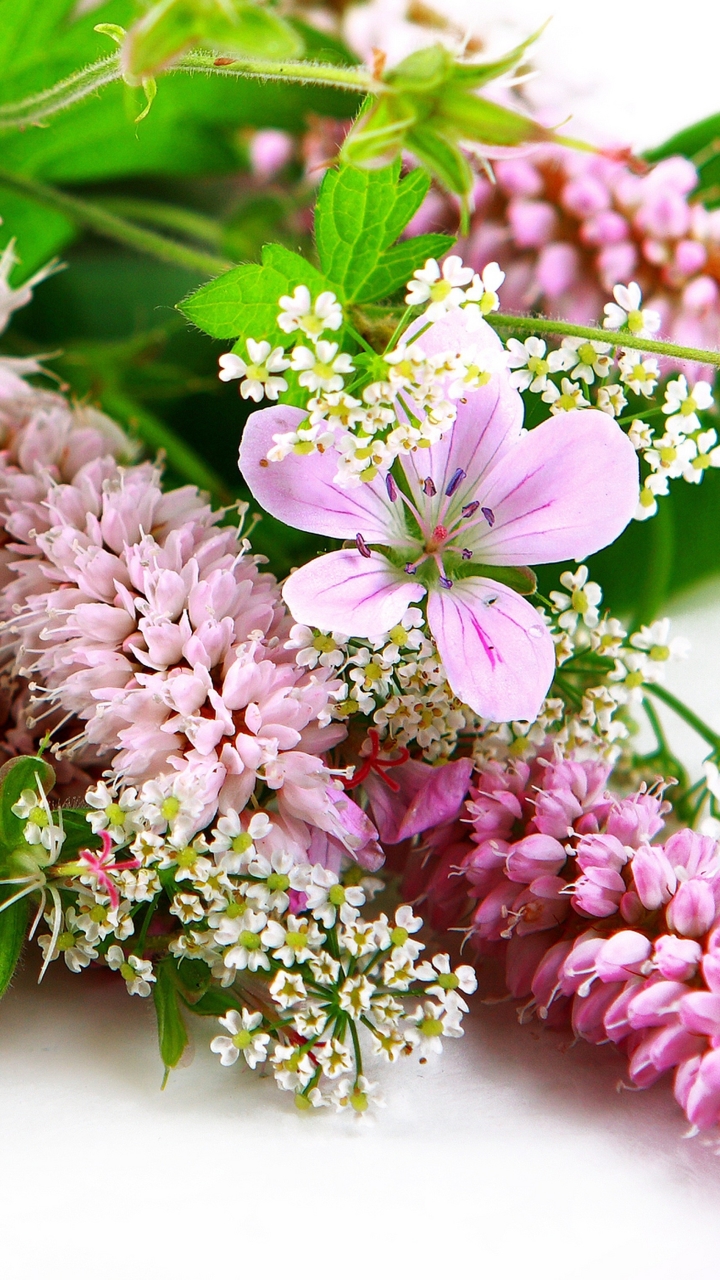 Скачати мобільні шпалери Квітка, Земля, Весна, Гербера, Біла Квітка, Впритул, Рожева Квітка, Флауерзи безкоштовно.
