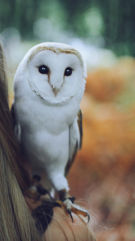 Download mobile wallpaper Owl, Blonde, Model, Women, Blue Eyes for free.