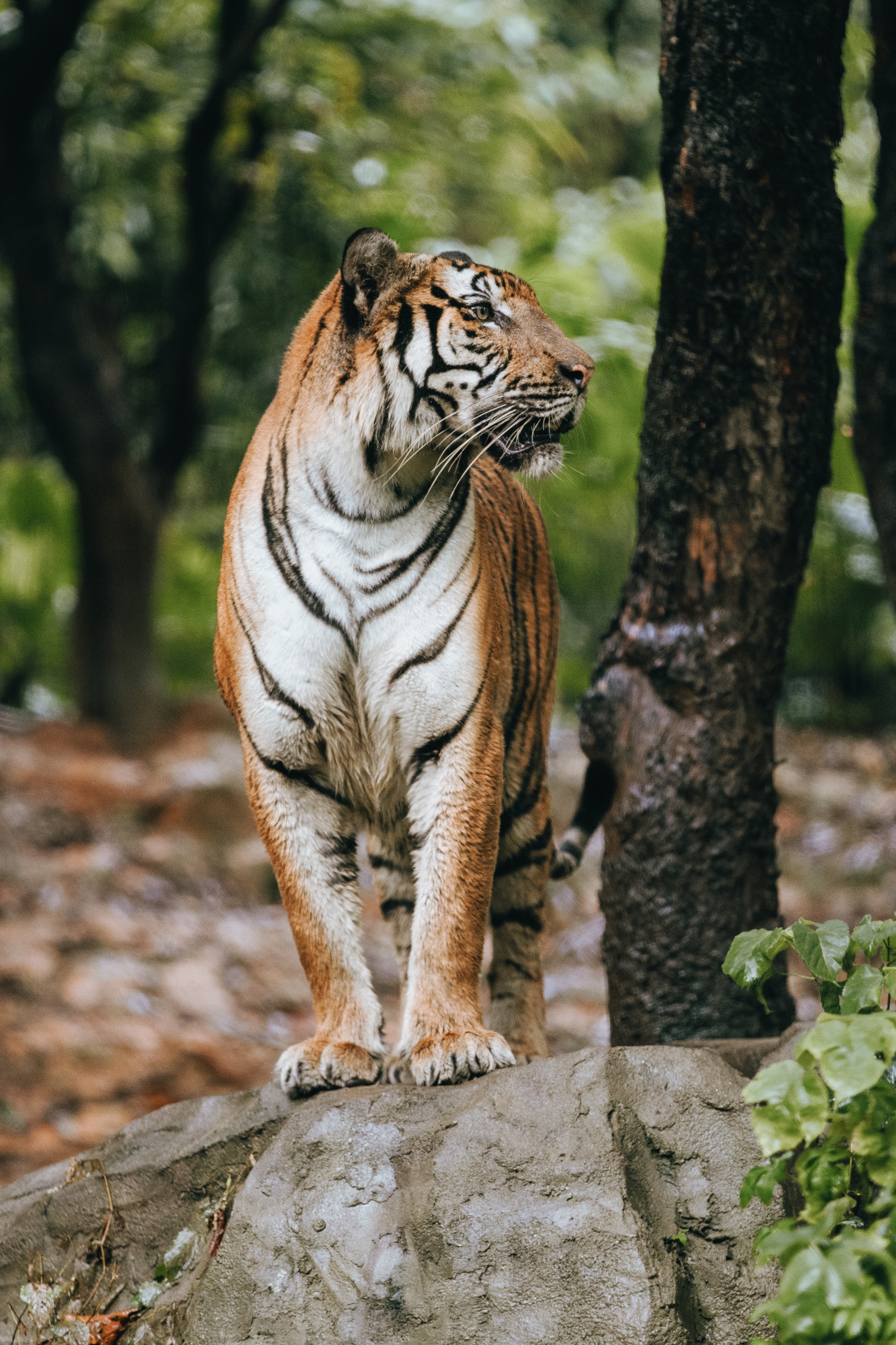 Download mobile wallpaper Profile, Predator, Animals, Big Cat, Tiger for free.