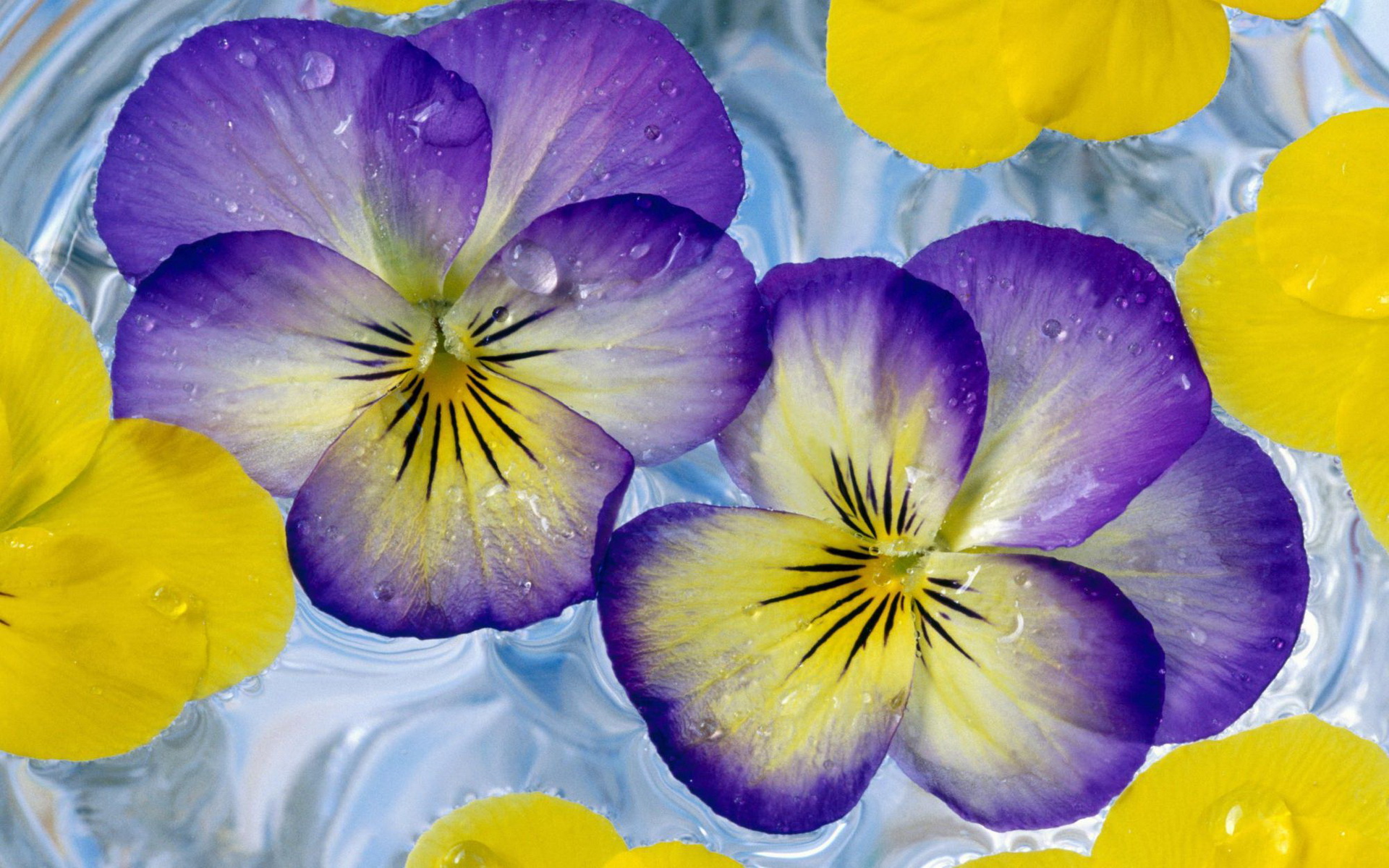 294308 descargar fondo de pantalla tierra/naturaleza, viola × wittrockiana, flor, flores: protectores de pantalla e imágenes gratis