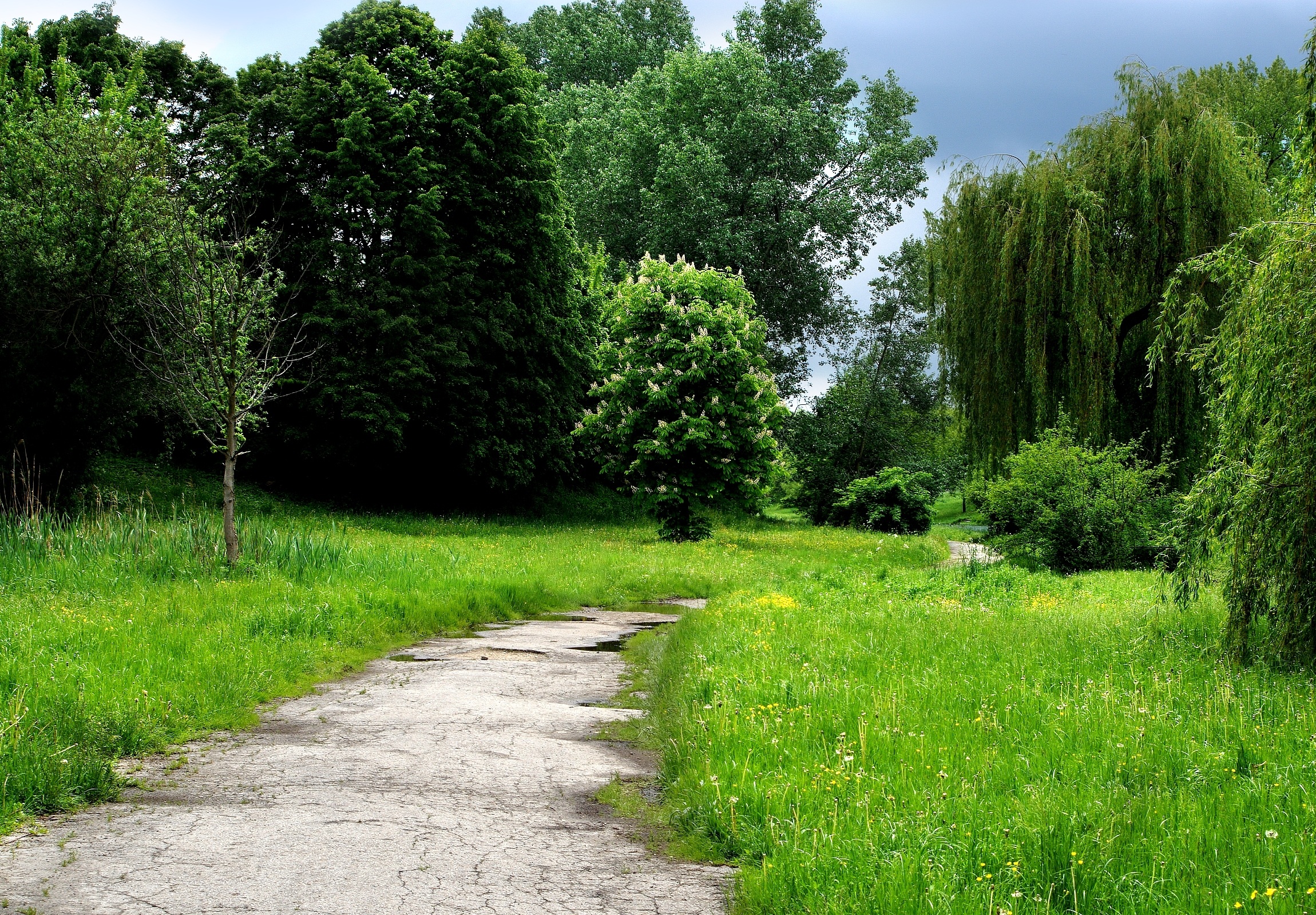 grass, trail, nature, trees, forest, path