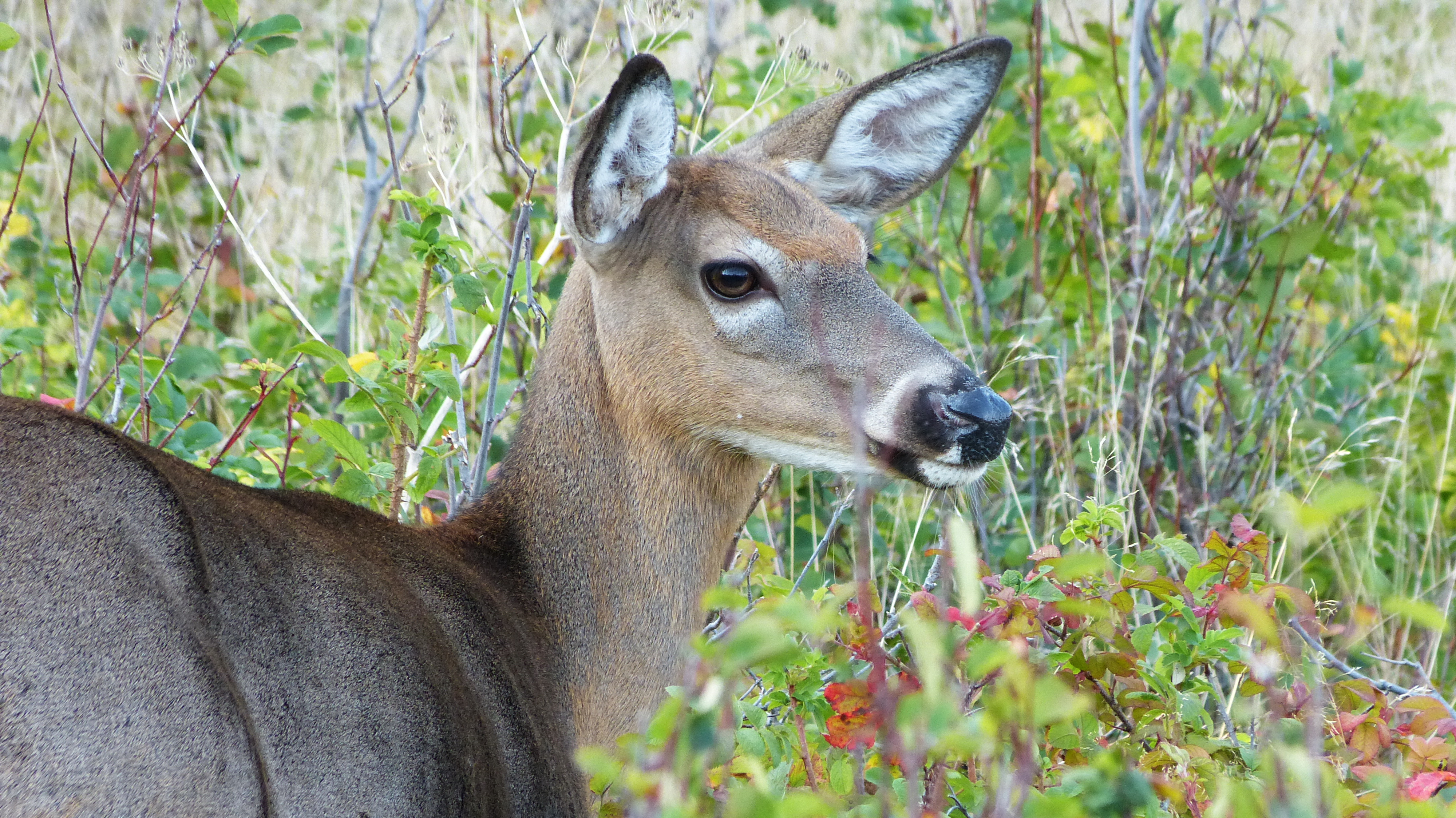 Laden Sie das Tiere, Hirsch-Bild kostenlos auf Ihren PC-Desktop herunter