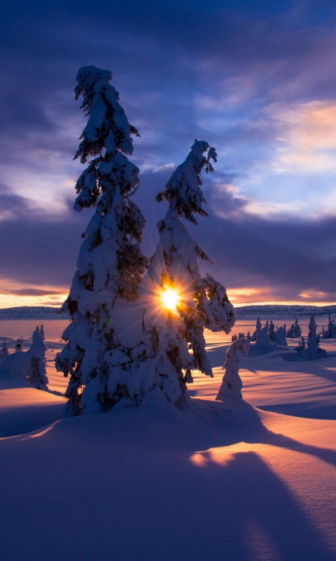 Download mobile wallpaper Winter, Sunset, Tree, Sunrise, Earth, Morning, Sunshine for free.
