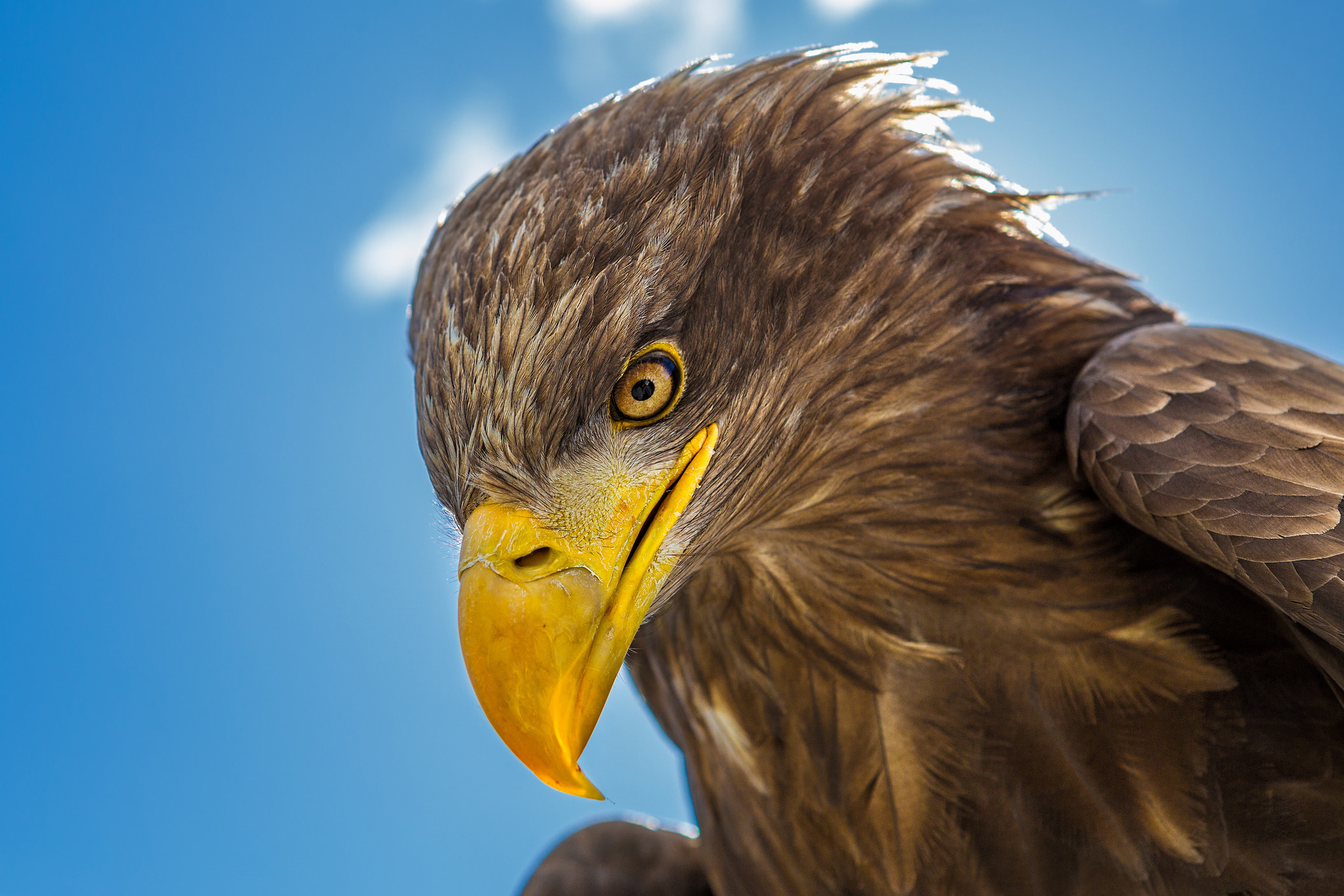 411192 скачать обои животные, золотой орел, птицы, крупный план, орел - заставки и картинки бесплатно