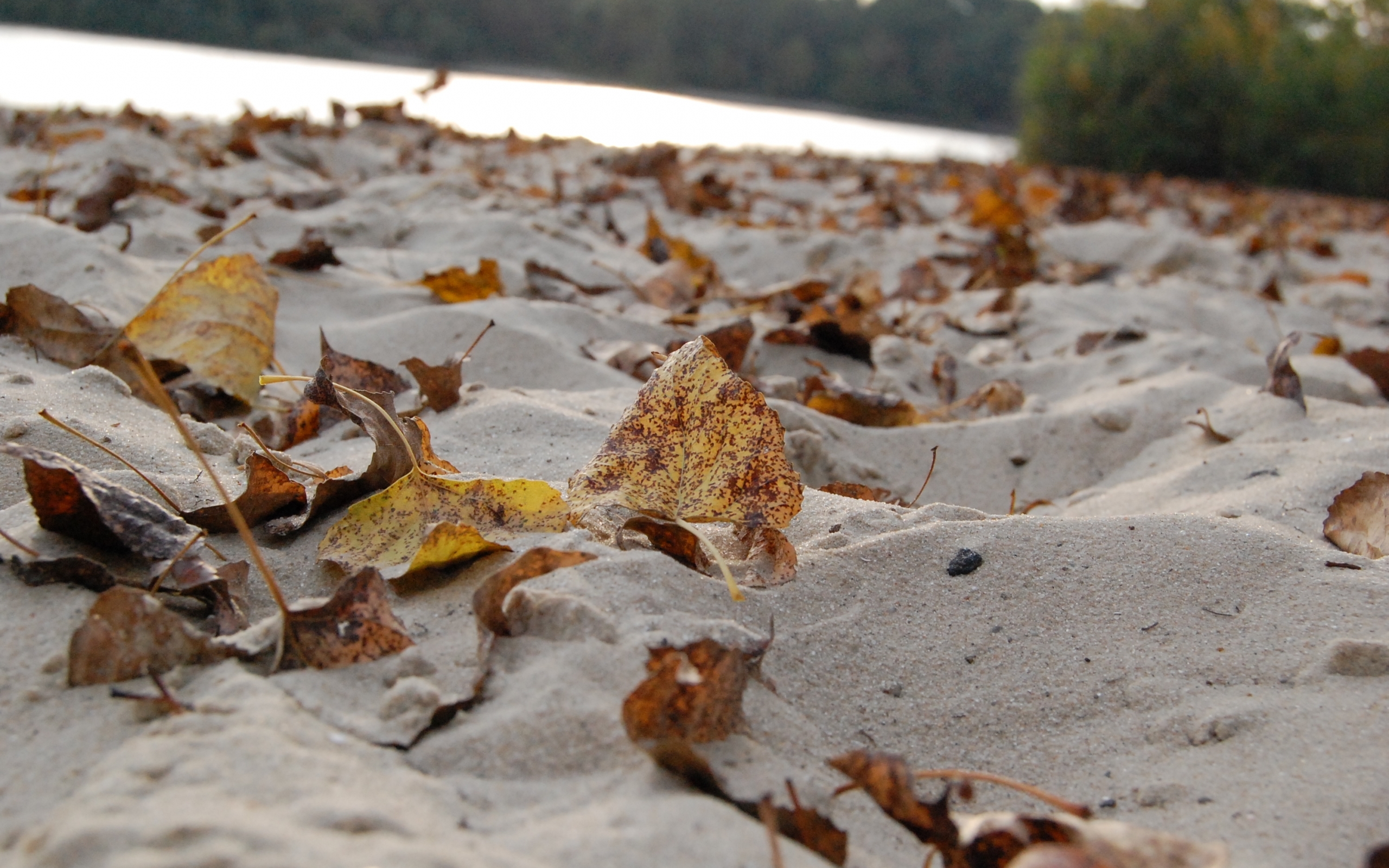 Handy-Wallpaper Sand, Blätter, Hintergrund, Strand, Herbst kostenlos herunterladen.
