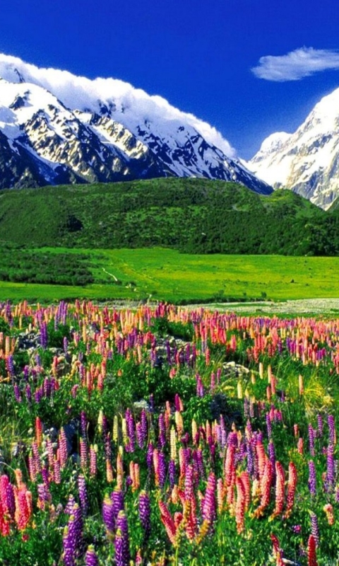 Скачать картинку Пейзаж, Трава, Снег, Гора, Цветок, Новая Зеландия, Земля, Люпин, Земля/природа в телефон бесплатно.