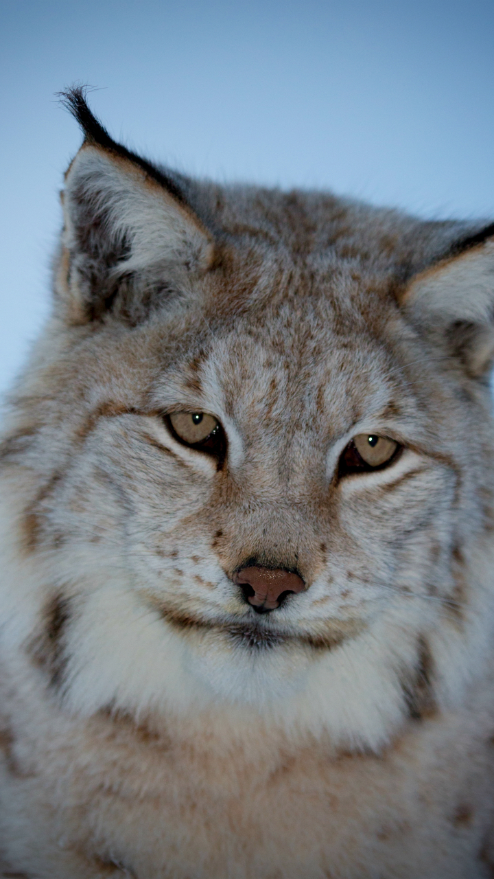 Téléchargez des papiers peints mobile Animaux, Chats, Lynx gratuitement.