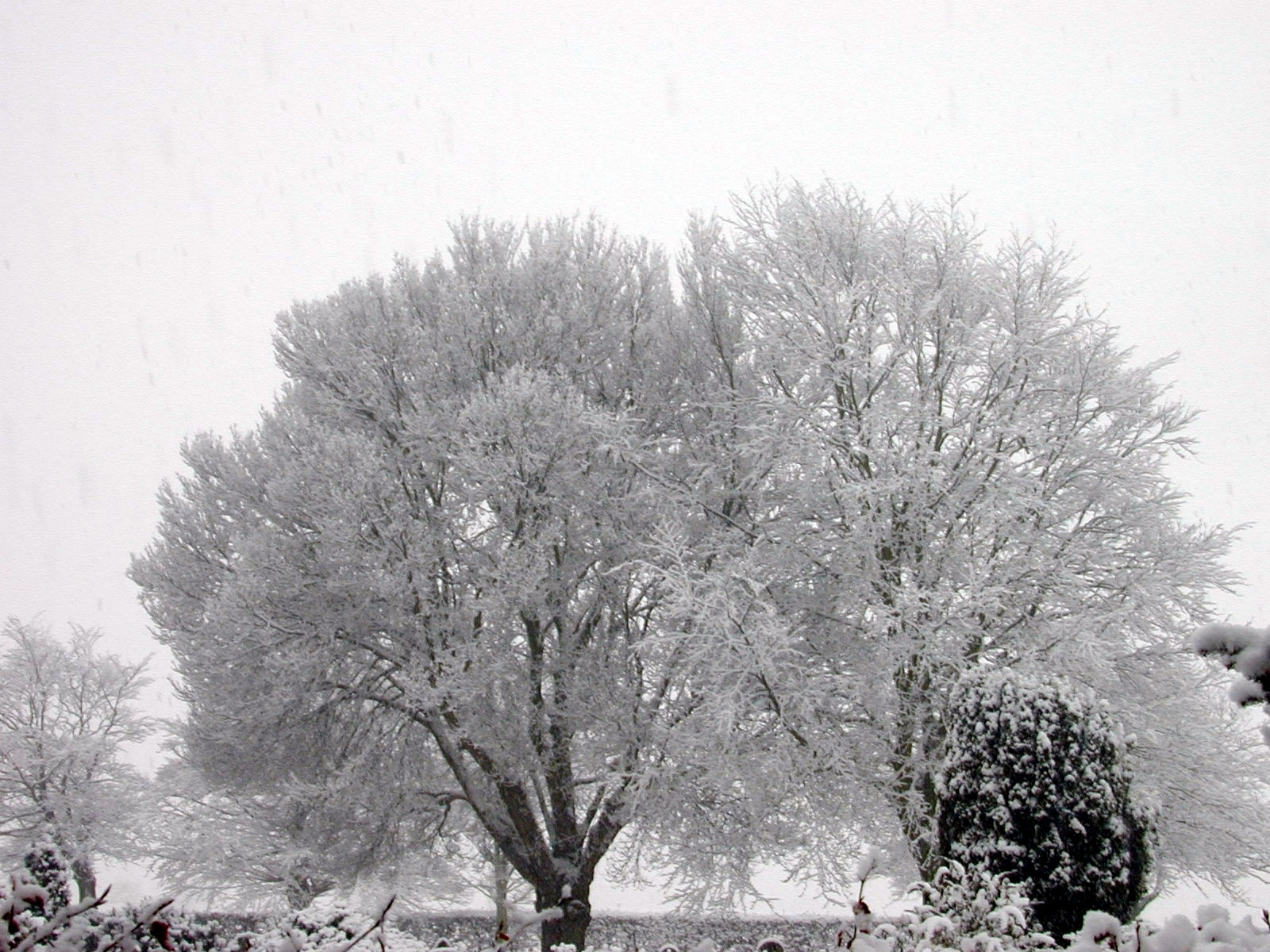 PCデスクトップに風景, 冬, 木, 雪画像を無料でダウンロード