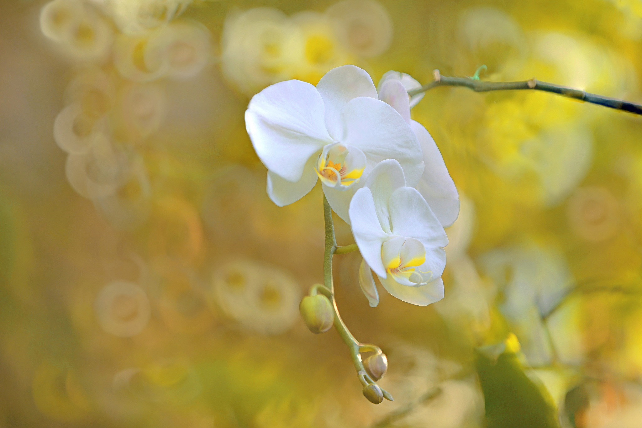 Download mobile wallpaper Nature, Flowers, Flower, Close Up, Earth, Bokeh, Orchid, White Flower for free.